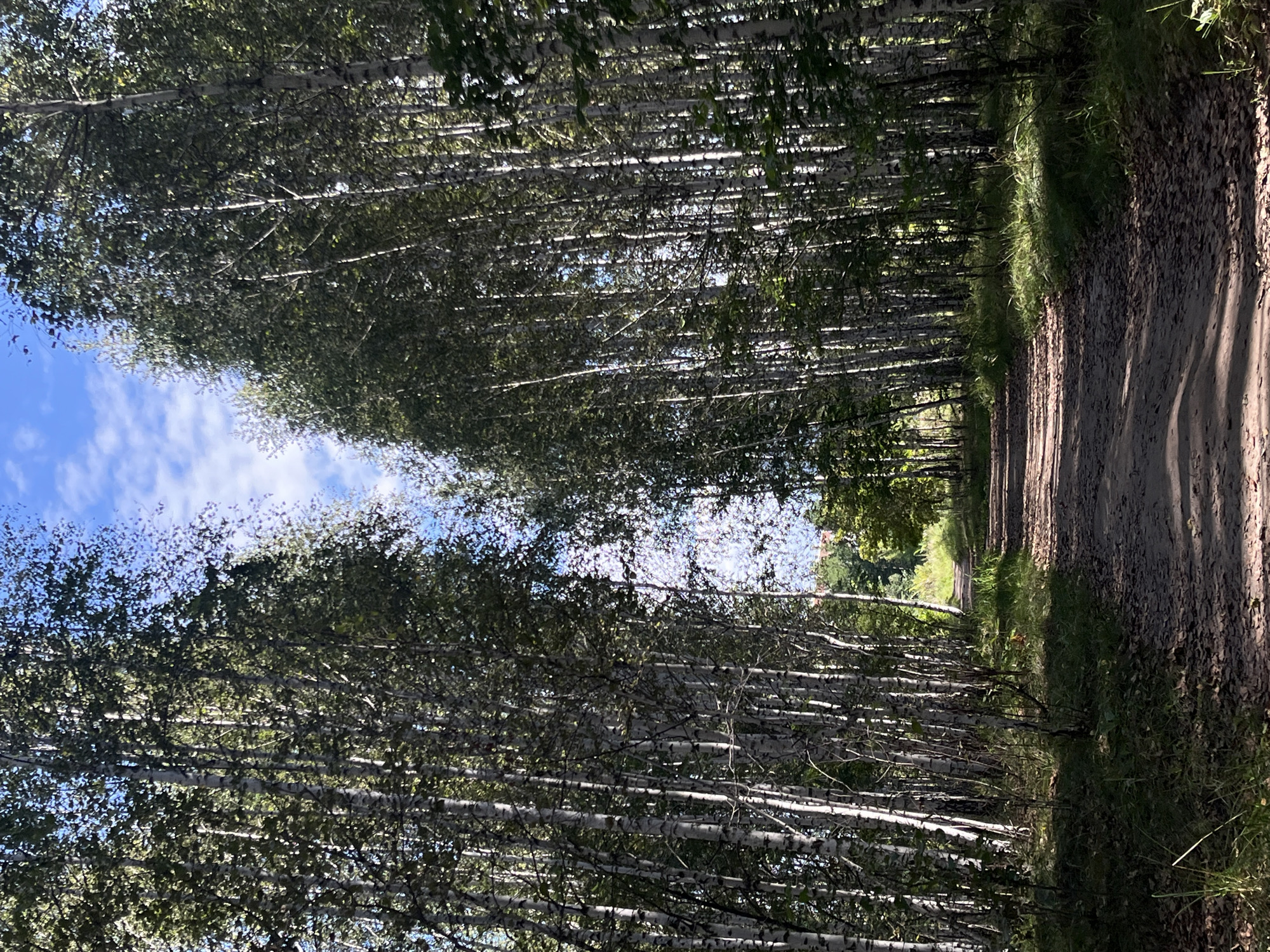 The image depicts a dirt path winding through a dense forest of birch trees. The trees have characteristic white bark with dark markings and are adorned with green leaves, suggesting a summer or early autumn setting. Sunlight filters through the canopy, casting dappled shadows on the path. The path itself is strewn with fallen leaves and appears to be well-trodden. The sky above is a clear blue with scattered white clouds. The overall scene conveys a sense of natural tranquility and seclusion. There are no people or man-made objects visible in the immediate vicinity. The provided crops offer closer views of the trees and the path, but do not reveal any further contextual information. Without additional metadata or visual cues, it is impossible to determine the specific location within Chelyabinsk, Russia.