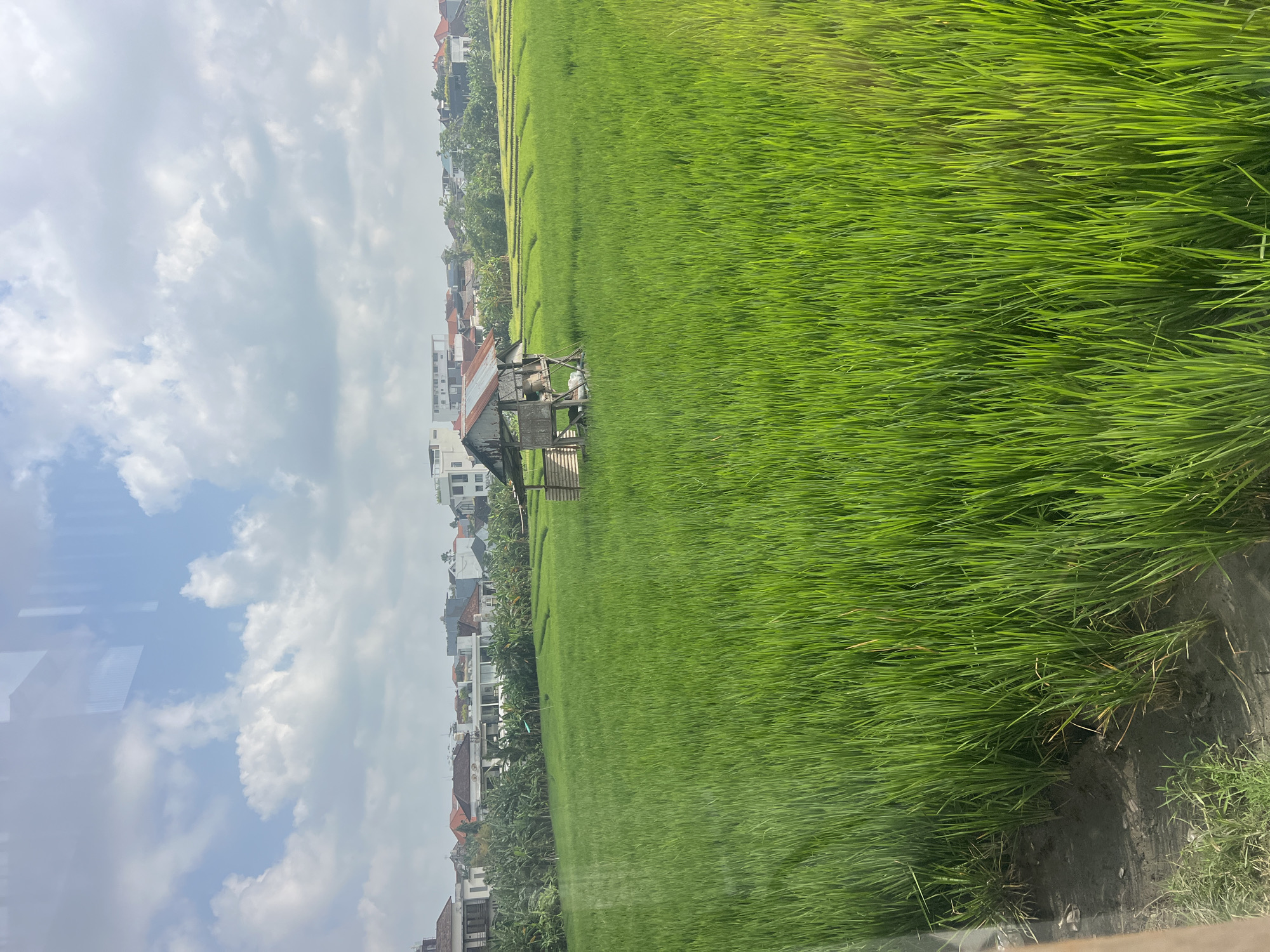 A wide shot captures a lush green rice field under a partially cloudy sky in North Kuta, Indonesia. In the middle of the field, a small, weathered wooden hut with a corrugated metal roof stands, seemingly abandoned or used as a shelter. Behind the rice field, a cluster of modern residential buildings with white walls and tiled roofs are visible, interspersed with dense green foliage. The sky above is a mix of bright blue and fluffy white clouds, with sunlight casting a warm glow on the landscape. The foreground shows the edge of the field with muddy ground and some sparse green plants. The overall scene depicts a blend of agricultural land and urban development in a tropical setting.