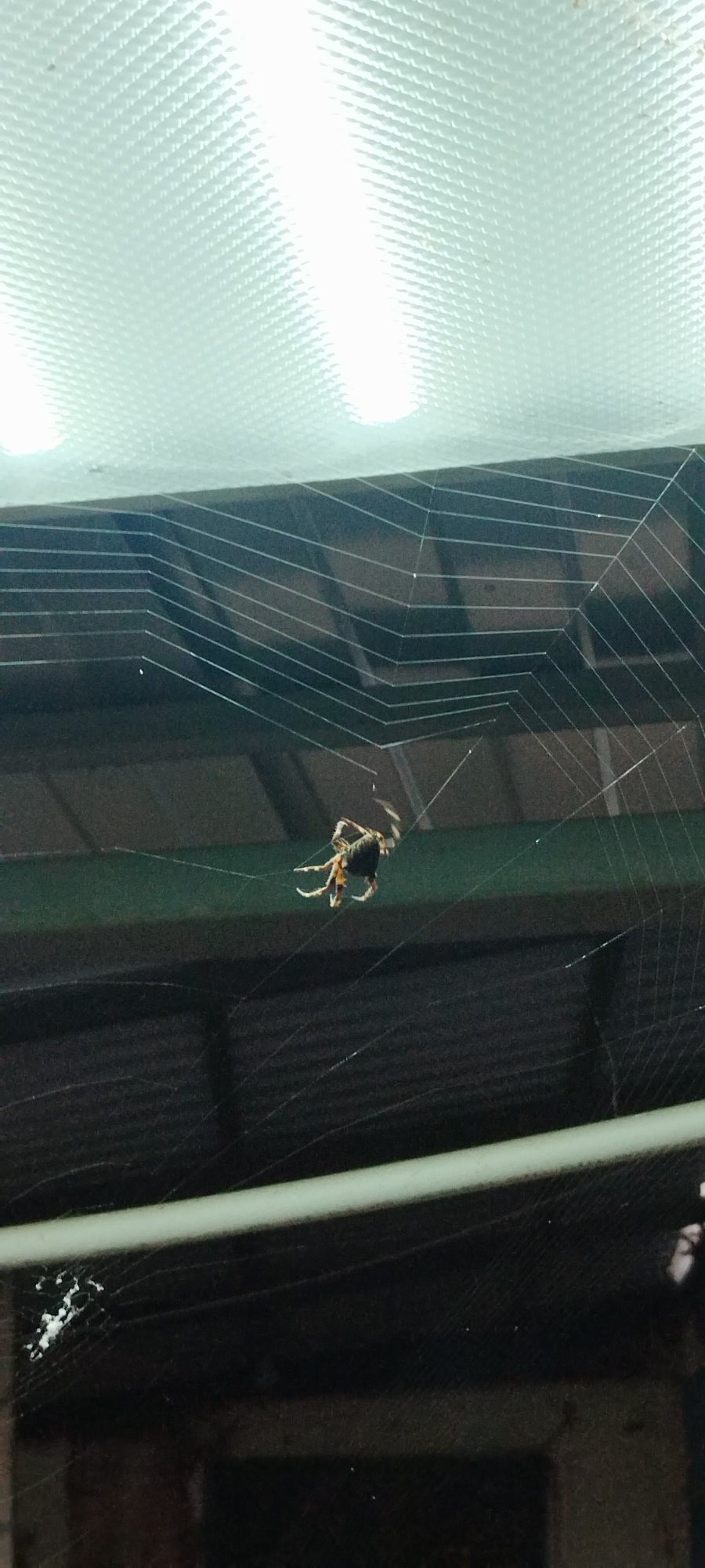 A spider is suspended on its web, which is stretched horizontally across a dark background, likely a window or opening. The web is intricate and appears to be a typical orb web design, with radial threads and spiral capture threads. The spider, which is brown and black, is positioned near the center of the web, its legs spread out. Above the web, a brightly lit ceiling fixture with a textured, grid-like surface is visible. The overall lighting suggests an indoor or covered outdoor setting. There is no visible evidence of people, the city of Yaroslavskaya, Russia, or any interactions.