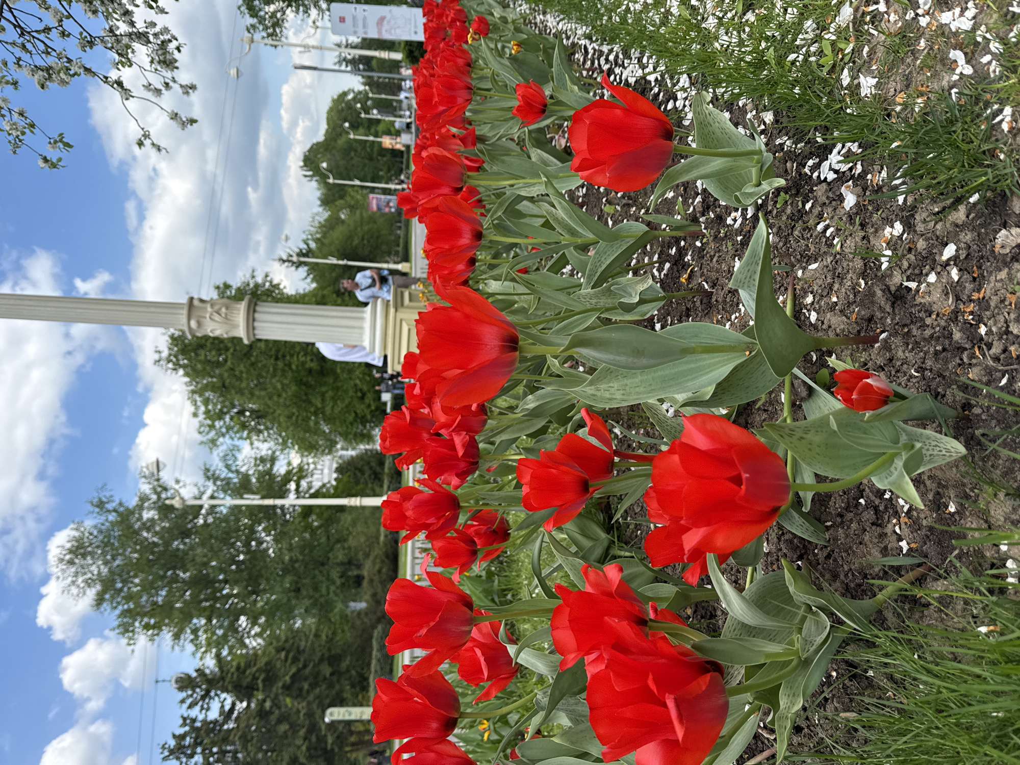 The image captures a row of vibrant red tulips in a flowerbed, likely located in a public area in Moscow, Russia, suggested by the architectural style visible in the background. The flowers are in full bloom, their bright color contrasting with the green leaves and the soil, which is scattered with white petals. Beyond the flowers, there's a line of decorative, white columns and lampposts. The background features trees and a cloudy sky, suggesting an outdoor setting on a partly sunny day. A few people are visible in the distance near the columns, one appearing to wear a mask.