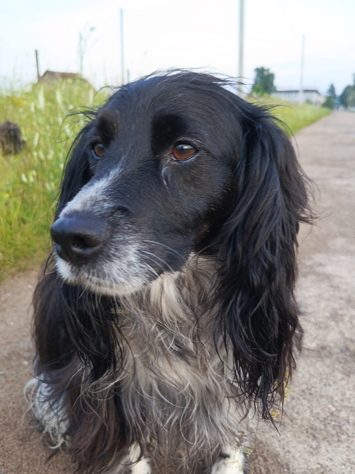 A medium shot shows a black and white dog sitting outdoors on a dirt path. The dog is facing to the left of the frame, with its head tilted slightly upwards. Its fur is long and shaggy, with black on its head and back, and white and gray on its muzzle and chest. The dog has dark brown eyes and a black nose. Behind the dog, a blurred green field stretches to the left, with a few scattered blades of tall grass. To the right, a dirt path continues into the distance, flanked by a similar green area. In the far background, a blurry, light-colored structure, possibly a building, is visible on the left, and a row of trees and a light pole can be seen on the right. The sky is overcast and pale.