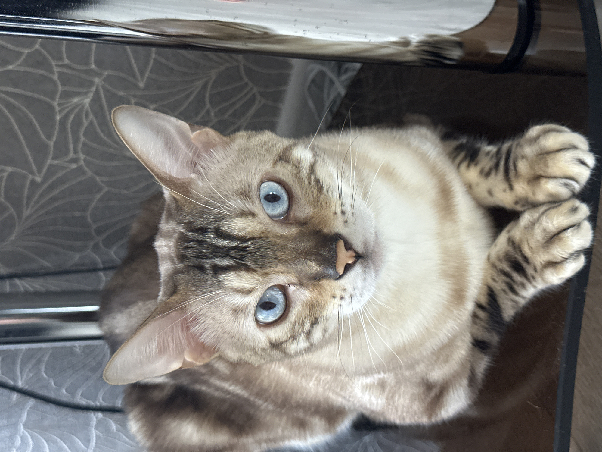 A close-up, eye-level shot shows a light brown and tan Bengal cat with striking blue eyes lying down. The cat has black spots on its legs and tail. The background is out of focus, but appears to be a domestic setting with patterned wallpaper and a reflective surface on the right. There is no indication of the city of Energetik, Russia.