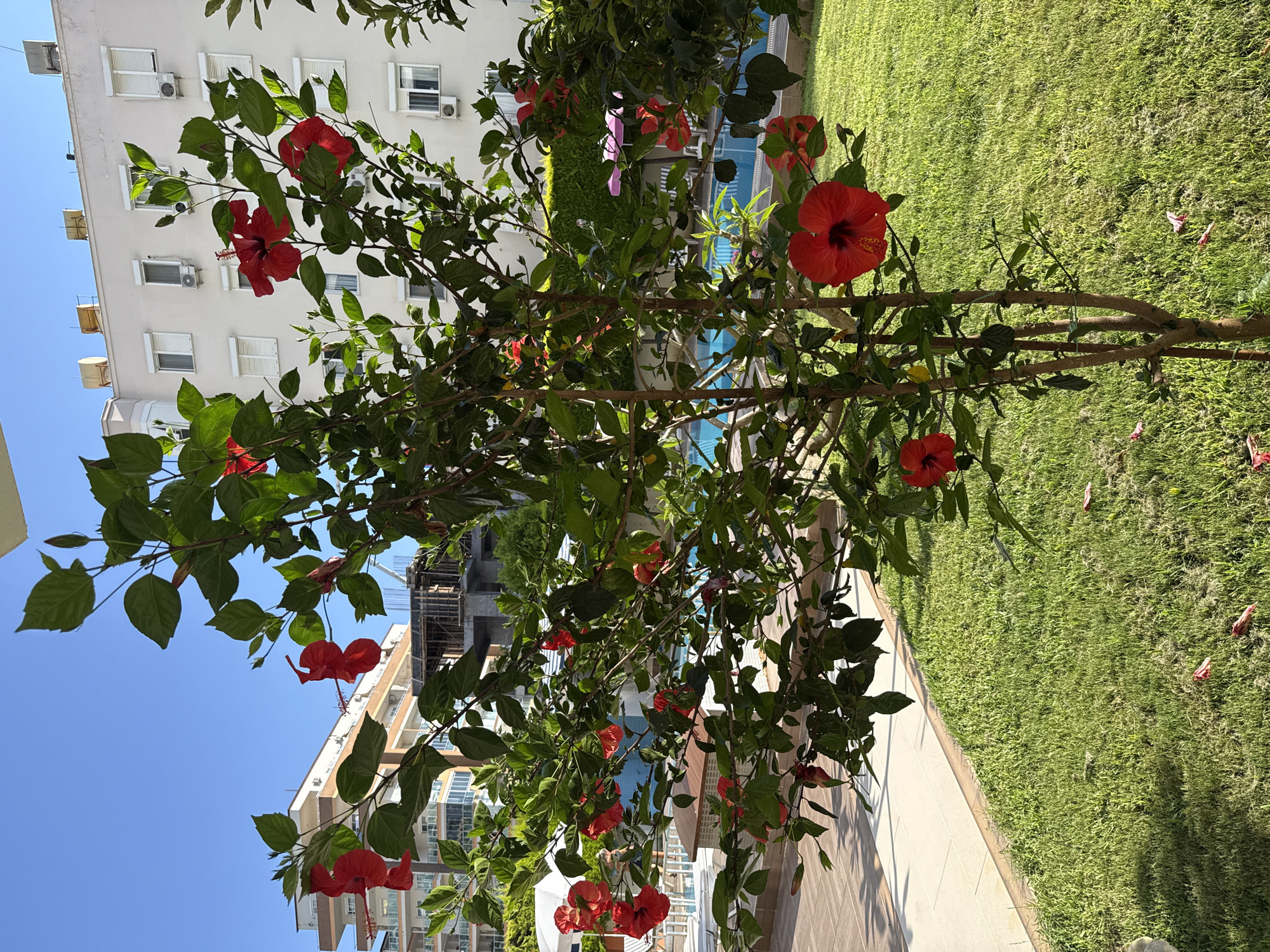An outdoor scene shows a hibiscus plant with red flowers in the foreground. In the background, there is a swimming pool, lush green grass, a building with balconies and windows, and construction. The scene is set in Alanya, Turkey.