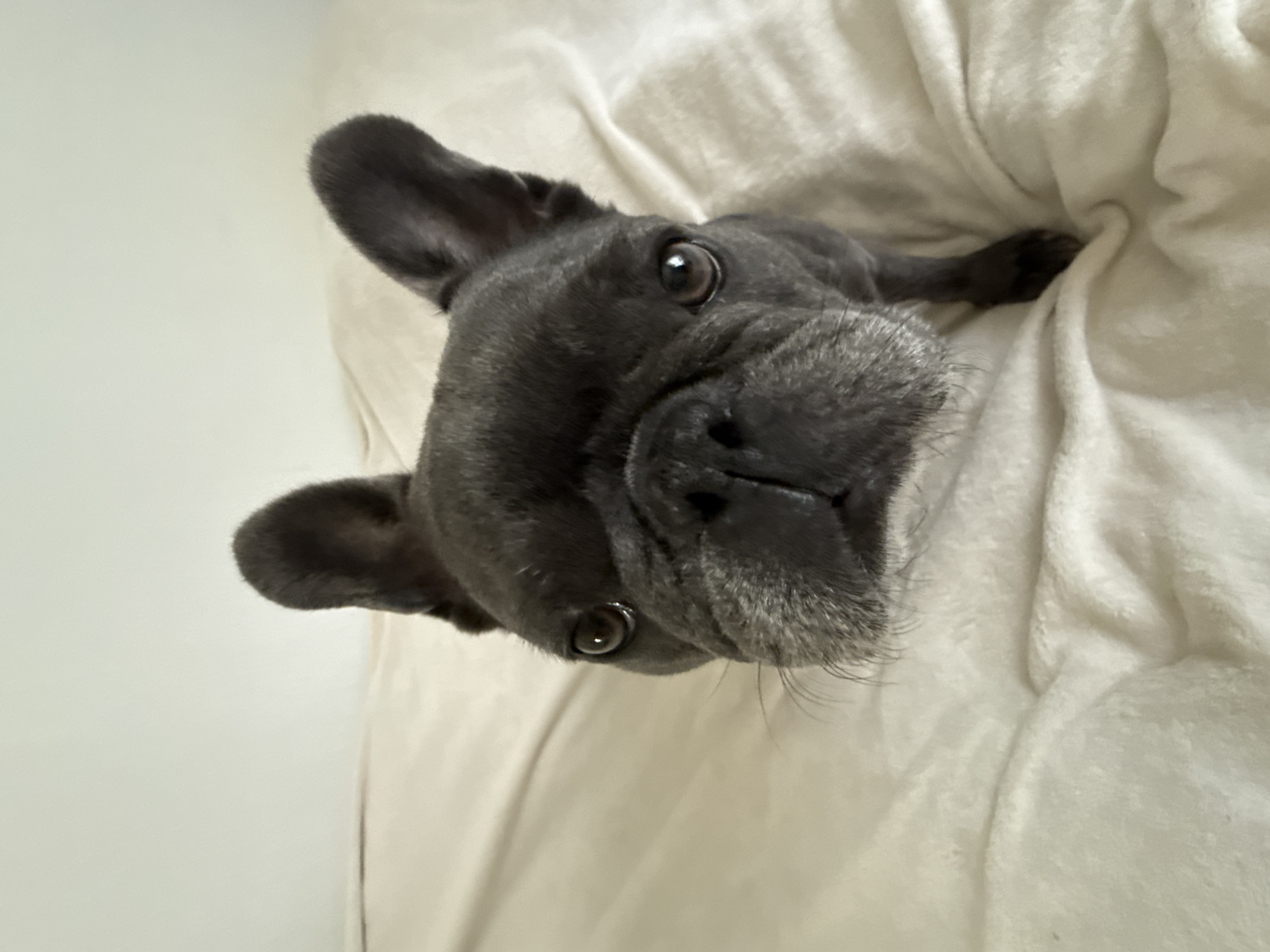 A French Bulldog is positioned on a light-colored, textured surface, likely a bed or blanket. The dog is facing directly towards the camera, with its head and upper body visible. Its fur is a dark gray or black color, with some lighter gray around its muzzle, suggesting it may be older. The dog has large, erect ears, prominent dark eyes, and a short snout characteristic of the breed. The background is a plain, light-colored wall. The lighting appears to be soft and diffused, coming from above and slightly to the left of the frame. There is no discernible indication of the location being in Bad Sachsa, Germany.
