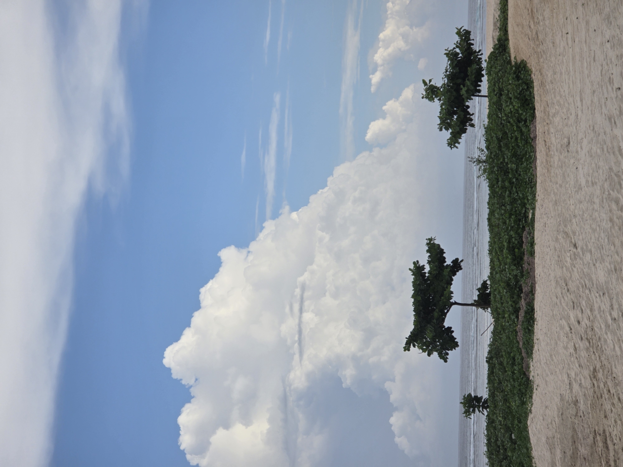 The image depicts a coastal scene, likely a beach. The foreground consists of a sandy area adjacent to a strip of green vegetation, possibly beach plants. Several trees are growing along this vegetation line, positioned between the sand and the ocean. The ocean is visible behind the trees, appearing calm with a hazy or cloudy sky above it. The sky dominates the image, showcasing a blend of blue sky and large, white, cumulonimbus clouds. The photo's orientation is rotated 90 degrees counterclockwise. Given the prompt's mention of Nusa Dua, Indonesia, it is reasonable to assume this location is the site of the scene. No people are present.