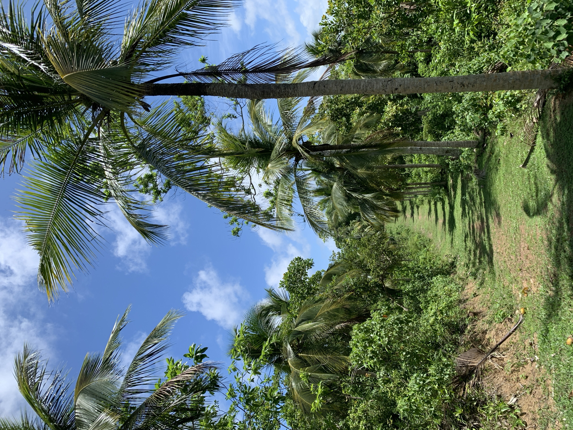 The image shows a row of palm trees in Kathaluwa, Sri Lanka. The trees are tall and thin, with green fronds. The sky is blue with white clouds. The ground is covered in green grass and vegetation. The image is taken from a low angle, looking up at the trees.
