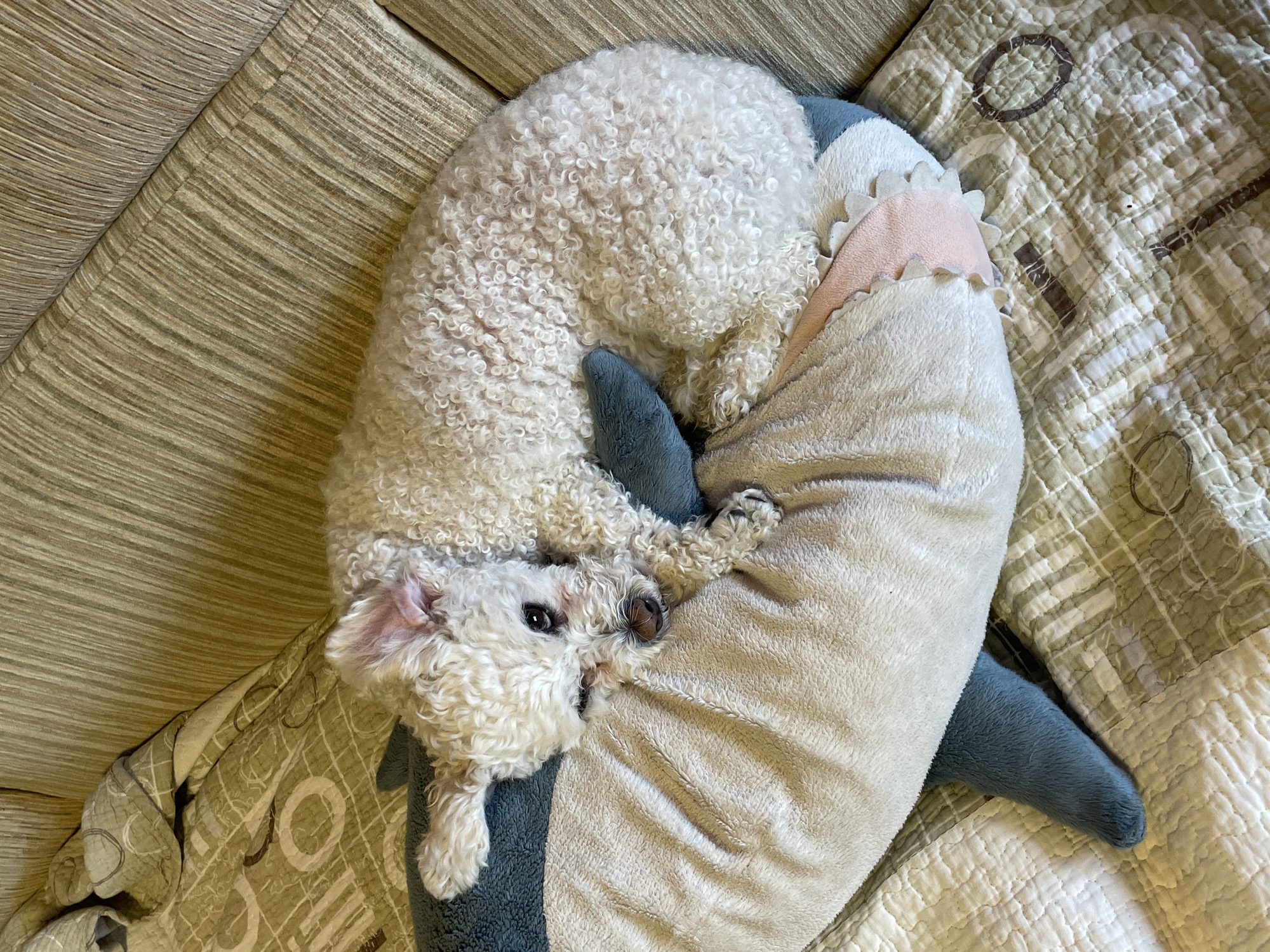 A white poodle curls on a plush shark pillow on a patterned blanket, which sits on a striped couch. The blanket is a light color with a square pattern and dark lines and circles printed on it. The couch is a striped light brown and gray color. The poodle has curly fur and is curled in a u-shape, facing the camera. The pillow is shaped like a shark, with a gray fin and a beige body. The shark has a pink mouth. The scene is indoors. There is no indication of Yekaterinburg, Russia.