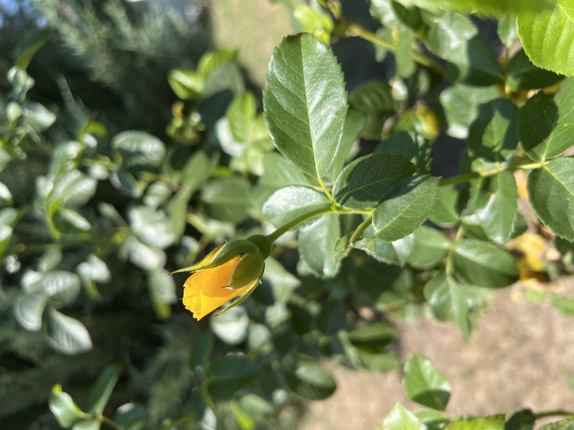 A close-up, eye-level outdoor shot shows a vibrant yellow rosebud, partially open, on a stem with green leaves. The rosebud is the main subject, positioned slightly to the left of center. The background is blurred, consisting of more green foliage and a hint of brown earth. The lighting suggests a sunny day, with shadows visible on the leaves. There are no people or animals present. The scene appears to be in a garden or park setting.