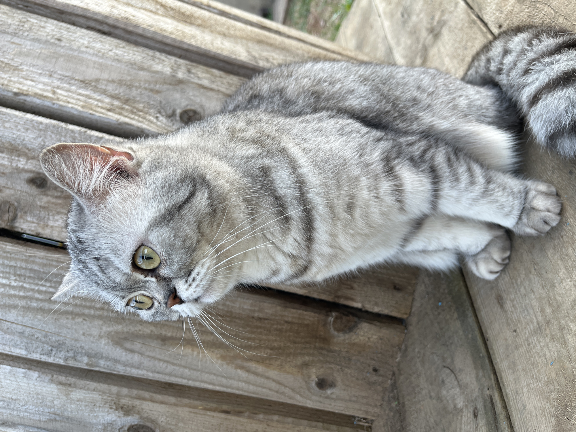 A silver tabby cat lies on a weathered wooden surface, likely outdoors. The cat has green eyes and a striped tail. The location is the city of Chaikovsky, Russia. The cat is resting, with its paws tucked in, looking slightly downwards. The wooden surface shows signs of wear and age.