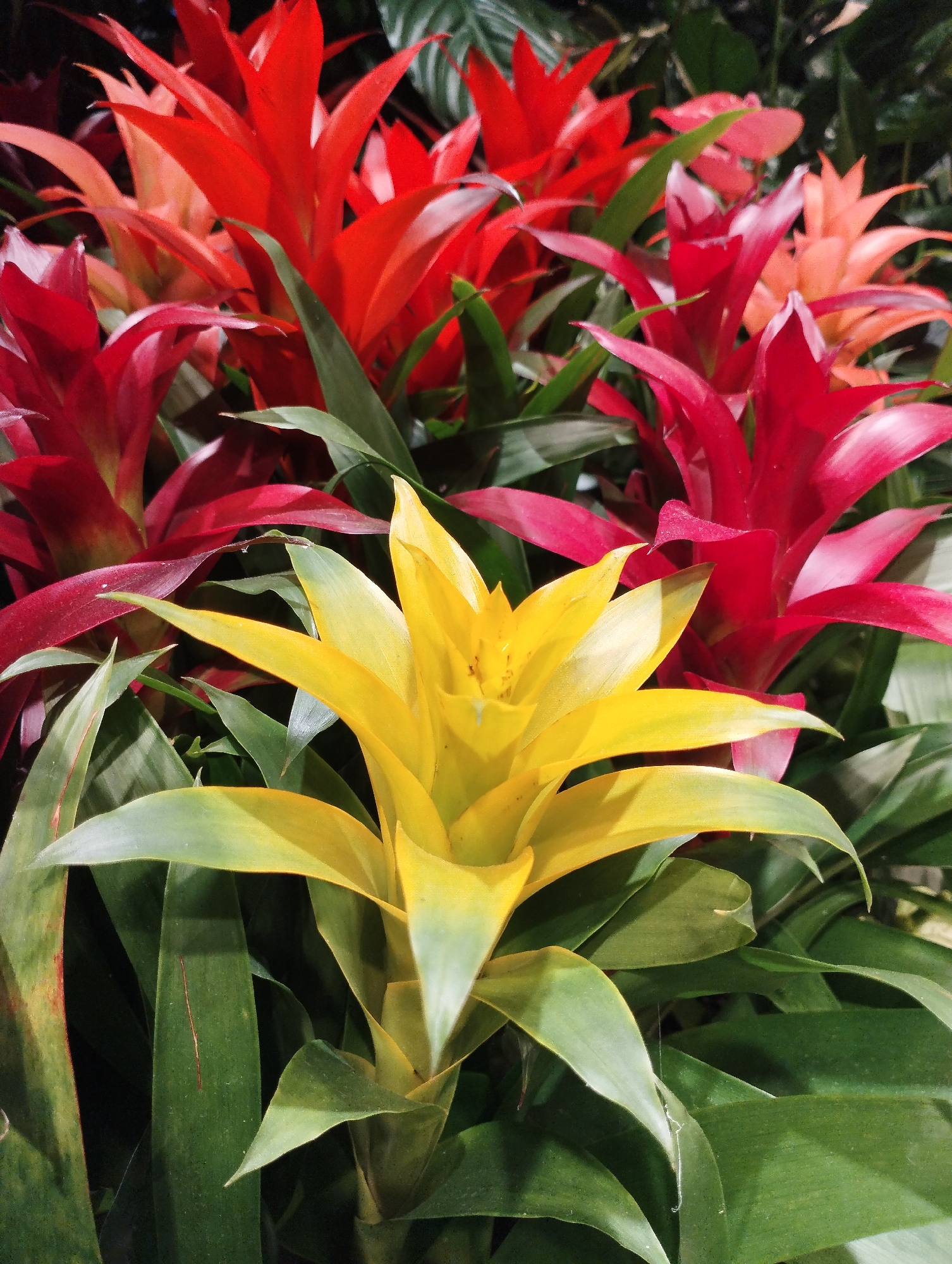 A close-up, eye-level shot captures a cluster of vibrant bromeliads in bloom, predominantly in shades of red, orange, and a striking yellow. The bromeliads are arranged densely, with their spiky leaves creating a layered effect. The background is a blur of green foliage, suggesting a botanical garden or greenhouse setting. The lighting is naturalistic, highlighting the rich colors of the flowers. The image does not contain any people, actions, or interactions. There is no information in the image to suggest a location in Biasca, Switzerland.