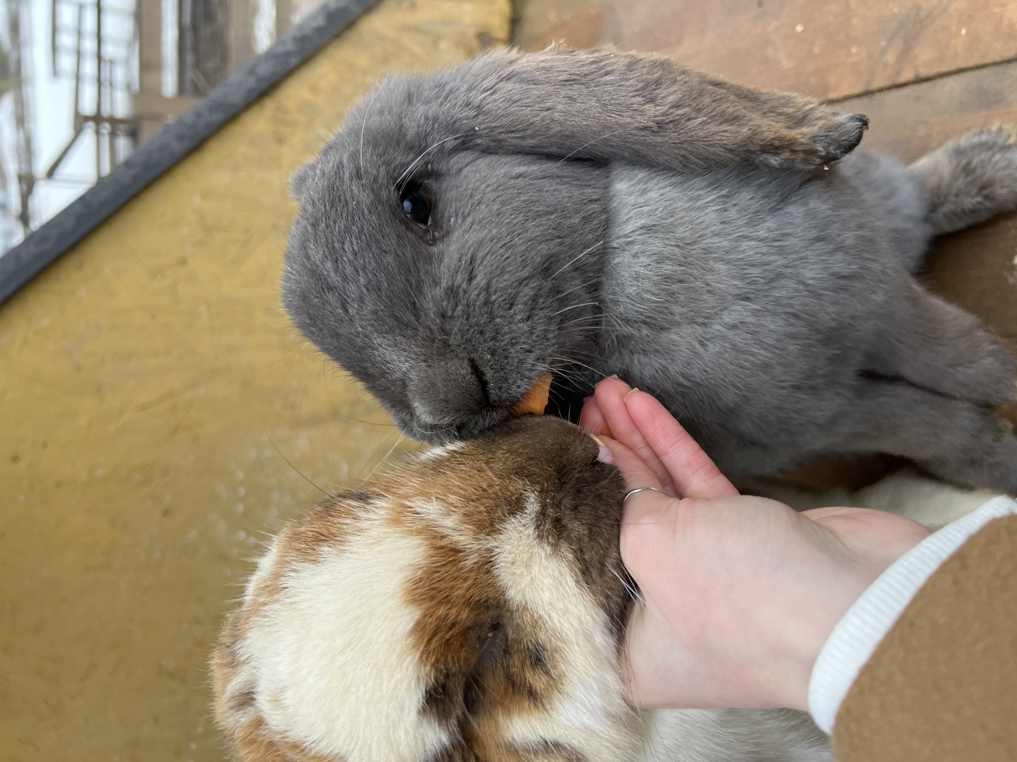 A close-up shot shows two rabbits being fed by a human hand. The first rabbit is gray with long, floppy ears. The second rabbit has brown and white fur. A human hand holds a small, orange piece of food, and both rabbits are reaching for it. The background is a blurred yellow and brown surface. The location is indicated as Nizhniye Vyazovye, Russia.