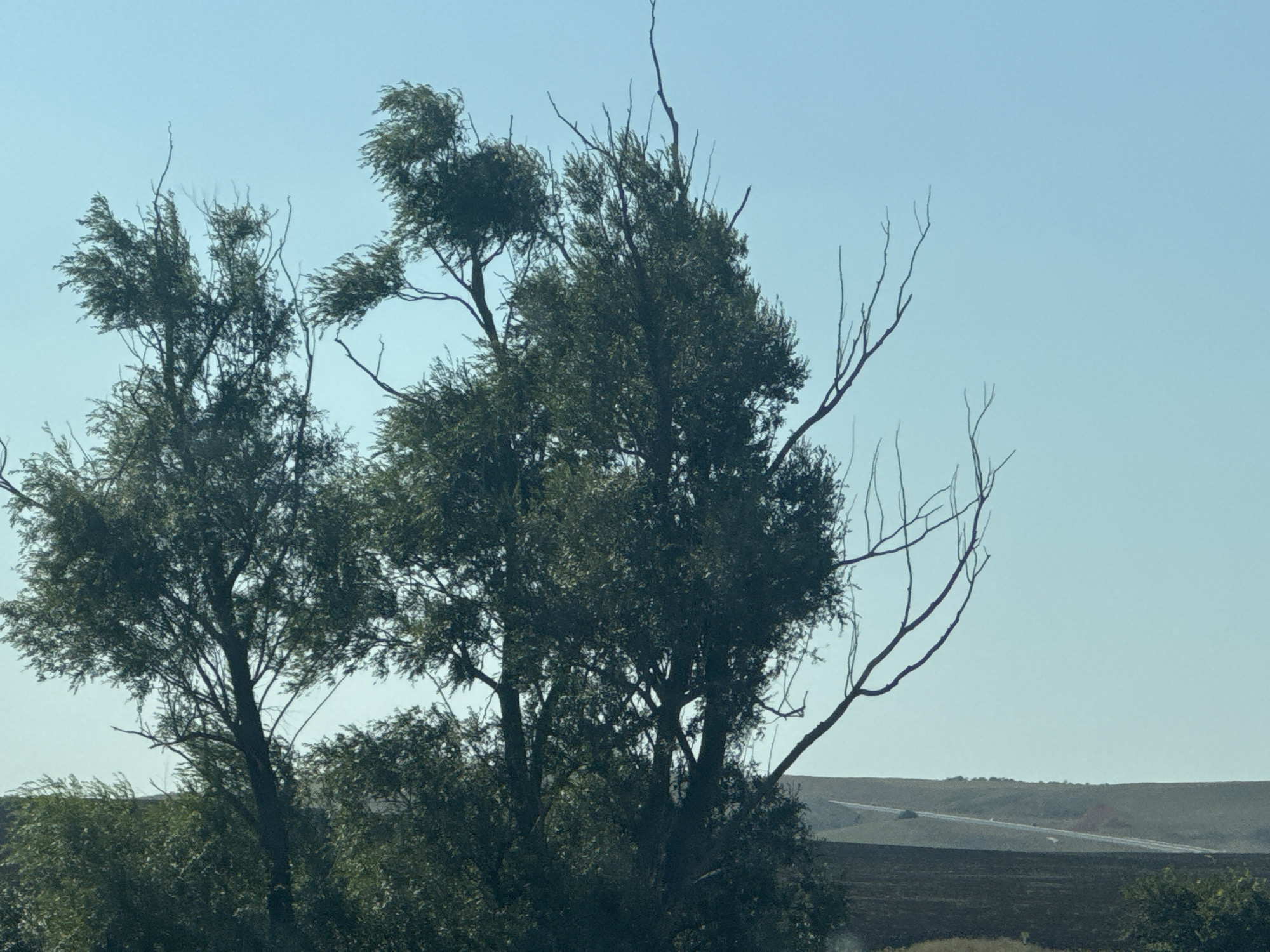 A low-angle shot captures a bright, clear sky dominating the upper half of the frame. In the foreground, a dense cluster of trees, predominantly dark green foliage, fills the lower portion. Two prominent trees stand out, their branches laden with leaves and some bare, spindly twigs reaching towards the sky. The leaves on the left tree appear windblown, suggesting a breezy atmosphere.
In the middle ground, a hazy, undulating landscape stretches horizontally across the image. This landscape consists of rolling hills, with the closest area appearing as dark, tilled earth or possibly a recently burned field. A lighter, winding line, possibly a road or irrigation system, is visible on the slope of one of the hills. The distant horizon is soft and indistinct.
The overall scene suggests an outdoor environment, likely rural or on the outskirts of a settlement, with natural elements like trees and open land. The image does not contain any people, and there are no discernible structures that would pinpoint a specific urban location within Syrt, Russia. The focus is on the interplay of the dense foliage against the expansive sky and the textured, layered landscape.