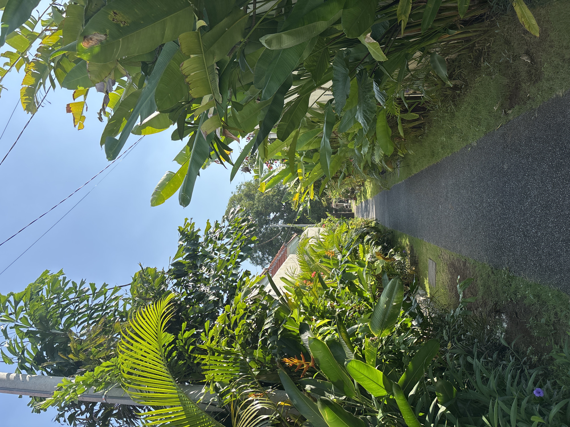 The image captures a narrow paved pathway in Cemagi, Indonesia, flanked by dense tropical vegetation. The pathway, dark and slightly worn, leads into the distance. Lush greenery on either side consists of a variety of plants, including broad-leafed banana trees and palm trees, interspersed with other leafy foliage and orange heliconia flowers. The foliage partially obscures a house with a visible red-tiled roof and a white wall. An overhead canopy of leaves creates dappled sunlight on the path. In the upper-left of the frame, a clear blue sky is visible, along with overhead power lines. The scene is natural and serene.
