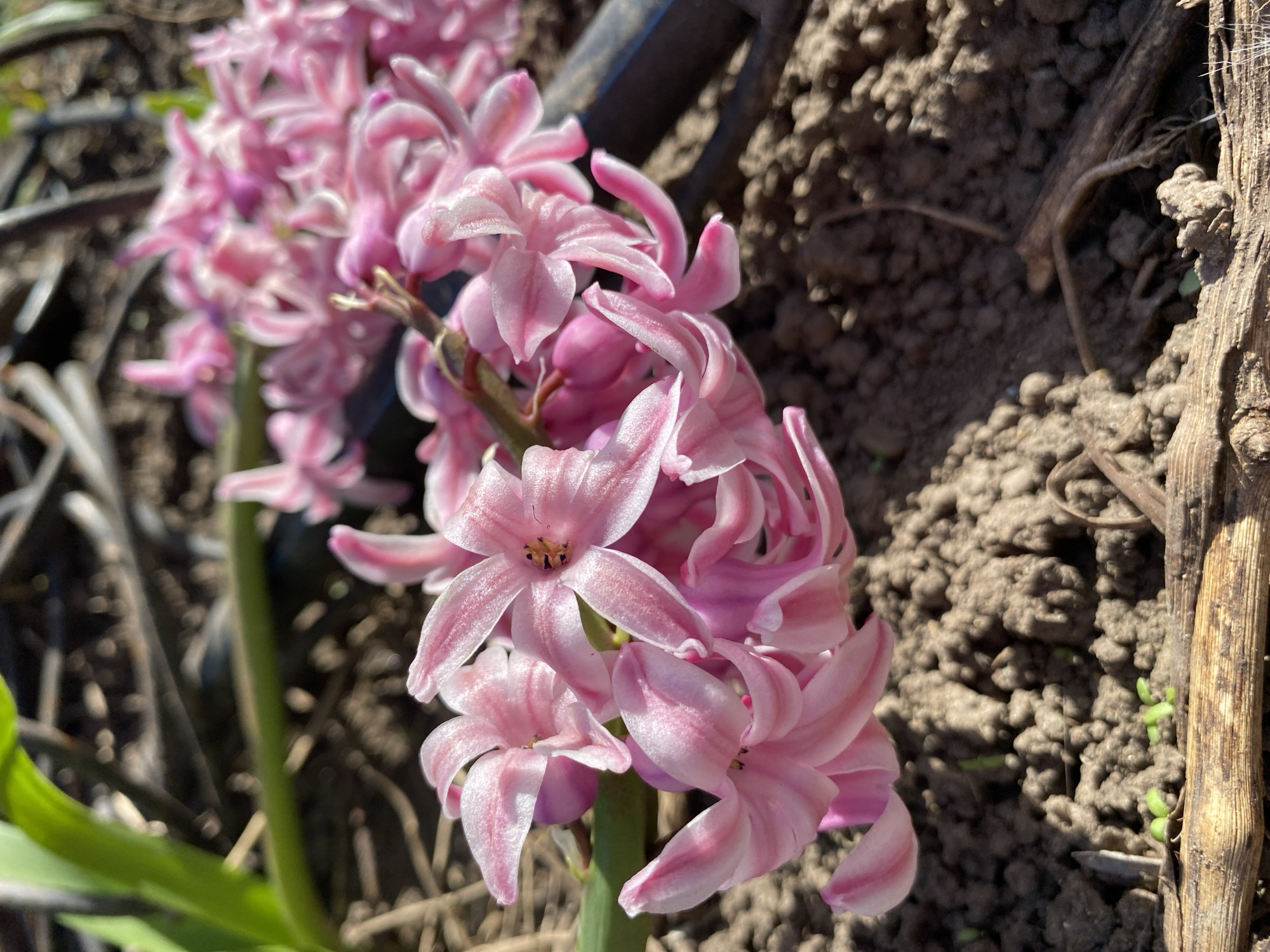 A close-up photograph shows a cluster of pink Hyacinth flowers in a garden. The flowers are the focal point, displaying their light pink petals with a subtle white streaking. They are densely packed together on a green stem. The background consists of dark brown soil to the right and faded garden decor to the left. A piece of a metal gardening tool is partially visible in the background behind the flowers. The image is well-lit, suggesting daytime conditions. There is no indication of the image's location being in Votkinsk, Russia or any people, subjects, objects, actions or interactions.