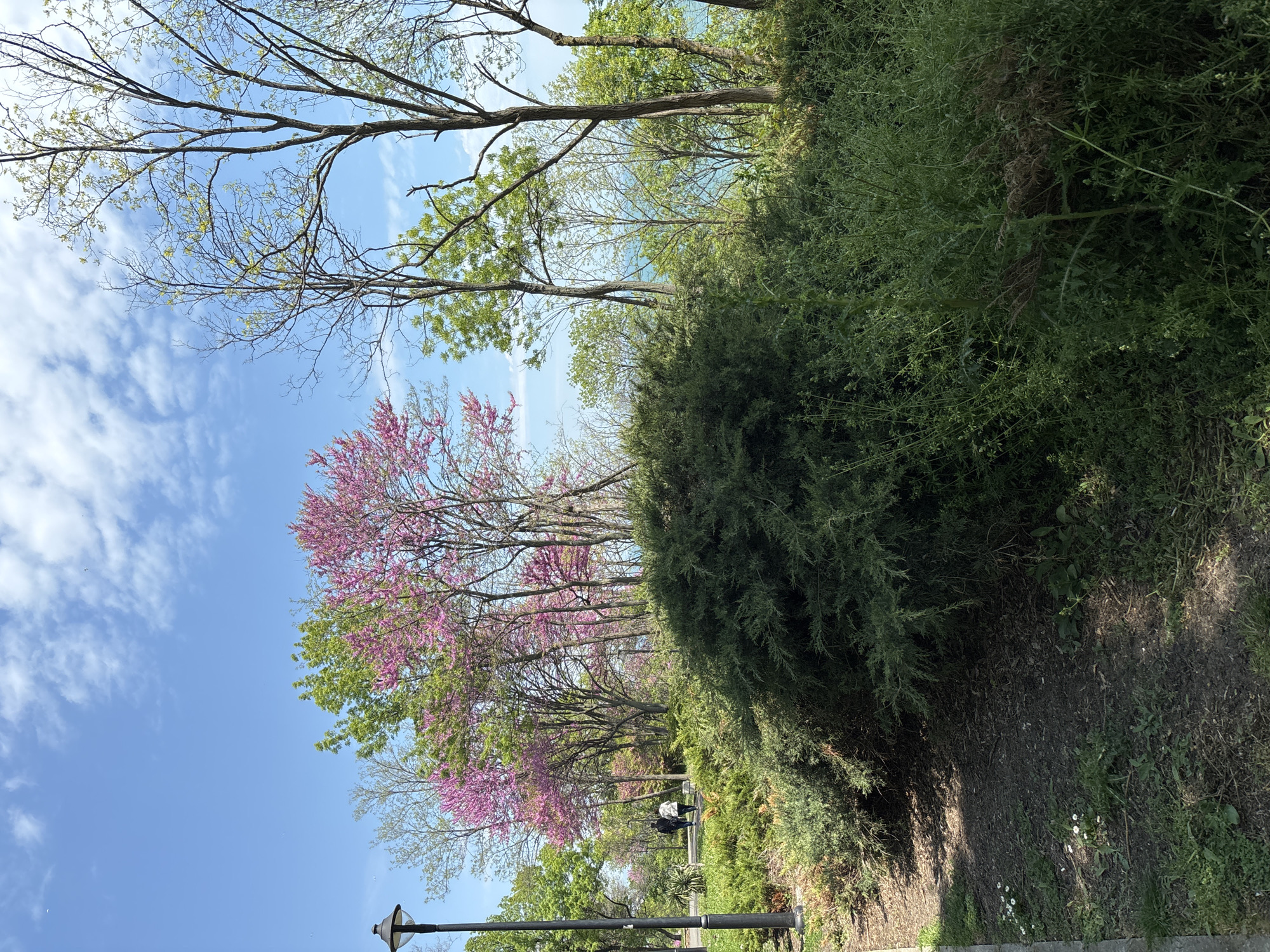 The image depicts a park setting, possibly within Burgas, Bulgaria, given the request. The scene is dominated by lush greenery, including a large, dense shrubbery on the right side of the frame and trees with fresh spring foliage. Notably, several trees are blossoming with pink flowers.
The sky is visible above the trees, showing a clear blue color with some scattered clouds. Below the trees, there's a suggestion of a pathway with benches. Two figures are indistinctly visible further down the path.
A lamppost is visible in the lower left corner. The ground in the foreground is covered with grass, weeds, and patches of bare earth.