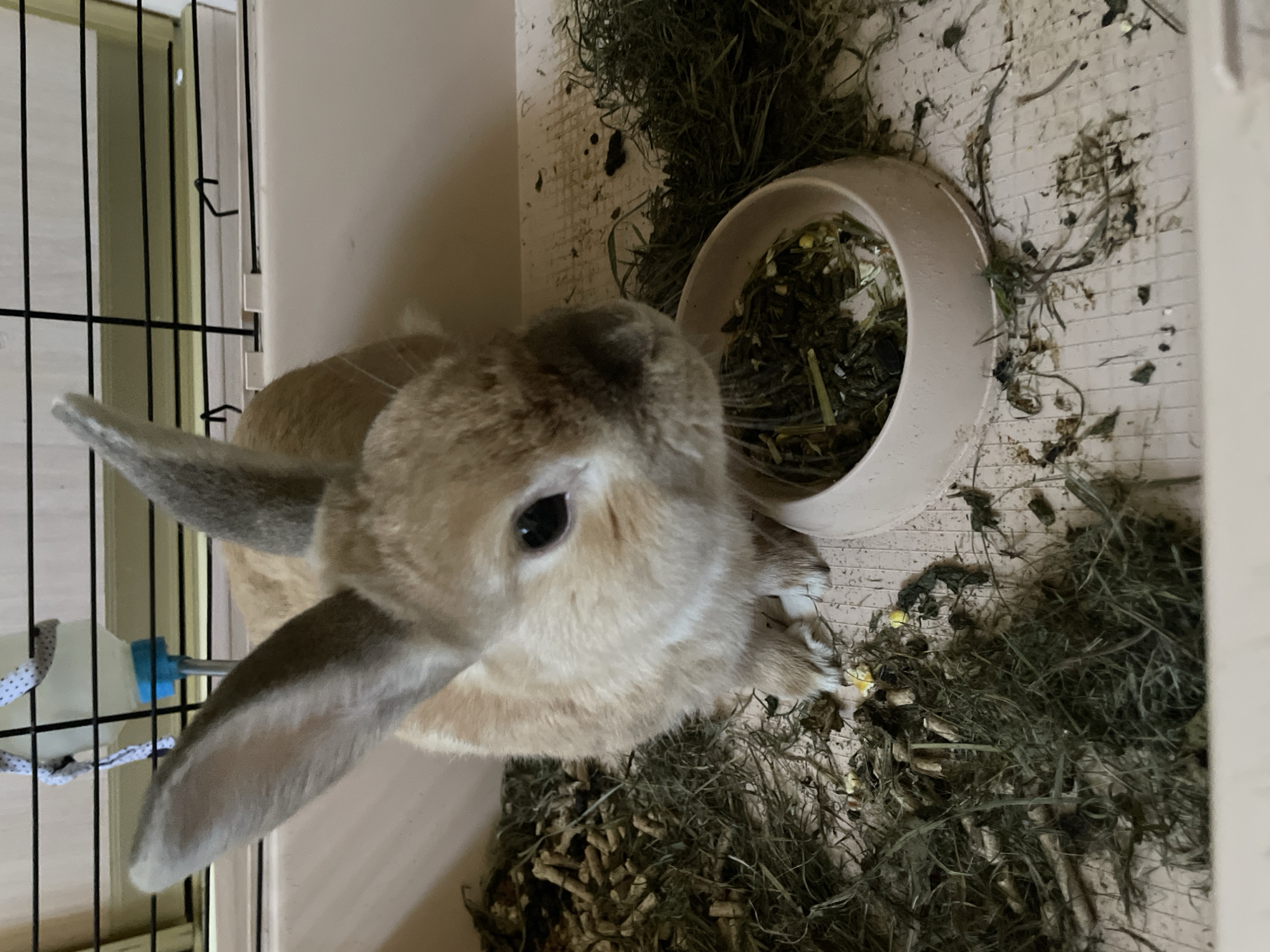 The image shows a rabbit in its enclosure. The rabbit has light brown fur and long ears. It is looking towards the camera with its dark eyes. The enclosure is made of plastic and metal bars. There is a food dish filled with hay and some pellets on the floor. A water bottle is attached to the side of the enclosure. The floor of the enclosure is covered with hay and some droppings. The scene appears to be indoors, possibly in a home. There is no visible text in the image. The lighting suggests it might be daytime.