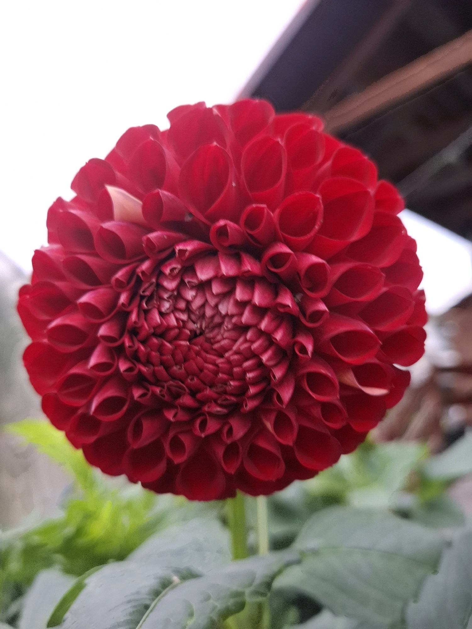 A close-up, vertical shot features a vibrant red dahlia flower in full bloom, its petals tightly curled inward towards the center, creating a textured, spherical shape. The flower is the primary subject, occupying the majority of the frame and exhibiting a deep, rich red hue. The background is softly blurred, with hints of greenery from foliage below and what appears to be a dark roof structure with lighter horizontal elements above. The lighting suggests an outdoor setting, possibly a garden, with the natural light casting a slight softness on the flower's edges. There are no people or animals visible in the image, nor any overt indications of a specific urban environment like the city of Tyumen, Russia. The image is a still photograph capturing the natural beauty of the dahlia.