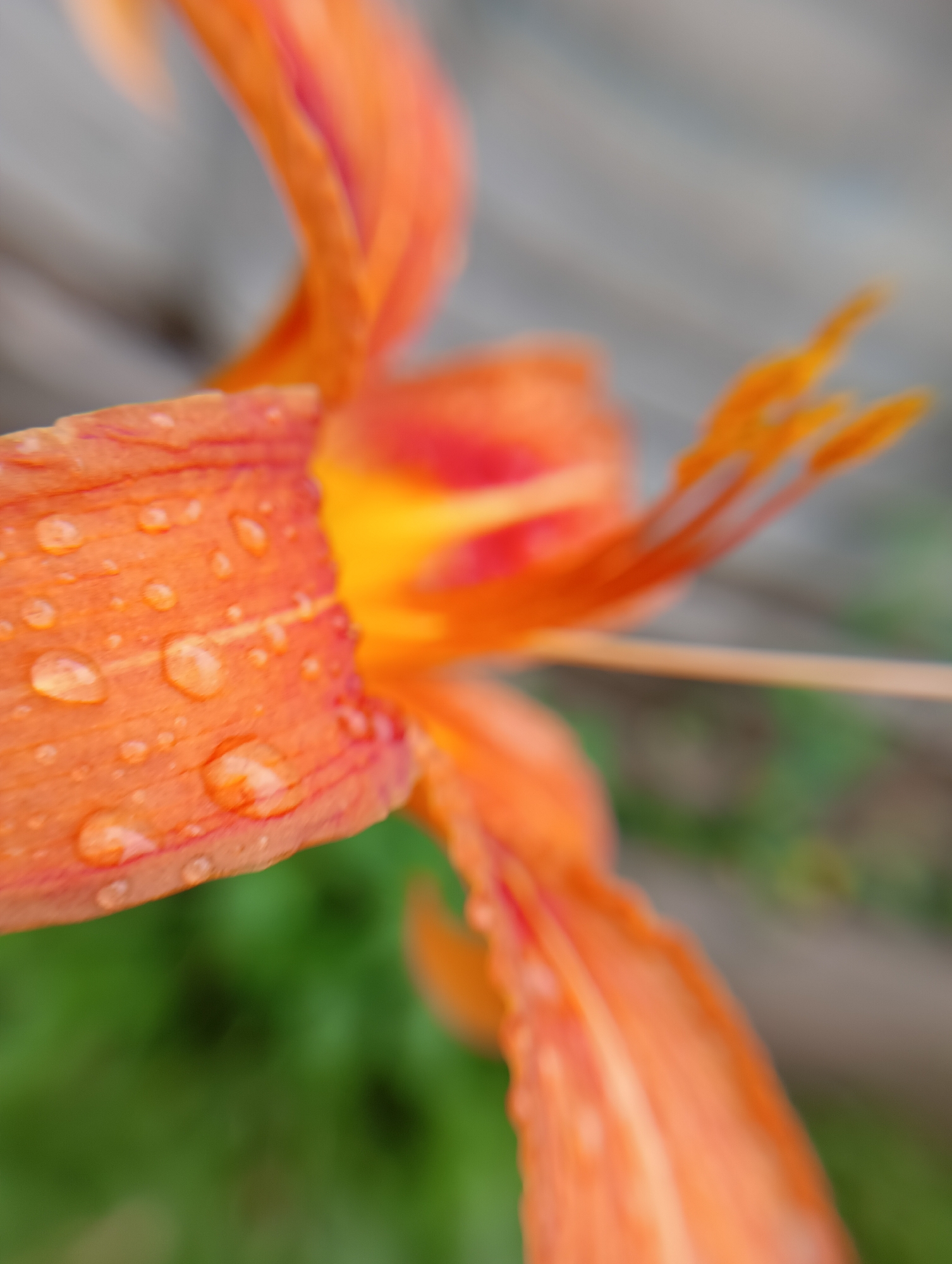 The image is a close-up, macro photograph of an orange lily flower with water droplets on its petals. The flower is out of focus for the most part, with the exception of the foreground petal which is in sharp focus. The background is blurred, showing hints of green foliage and a light-colored fence. The lighting suggests it is daytime, possibly after rain. There are no people or animals visible in the image. The photo is taken in an outdoor setting, likely a garden or natural environment.