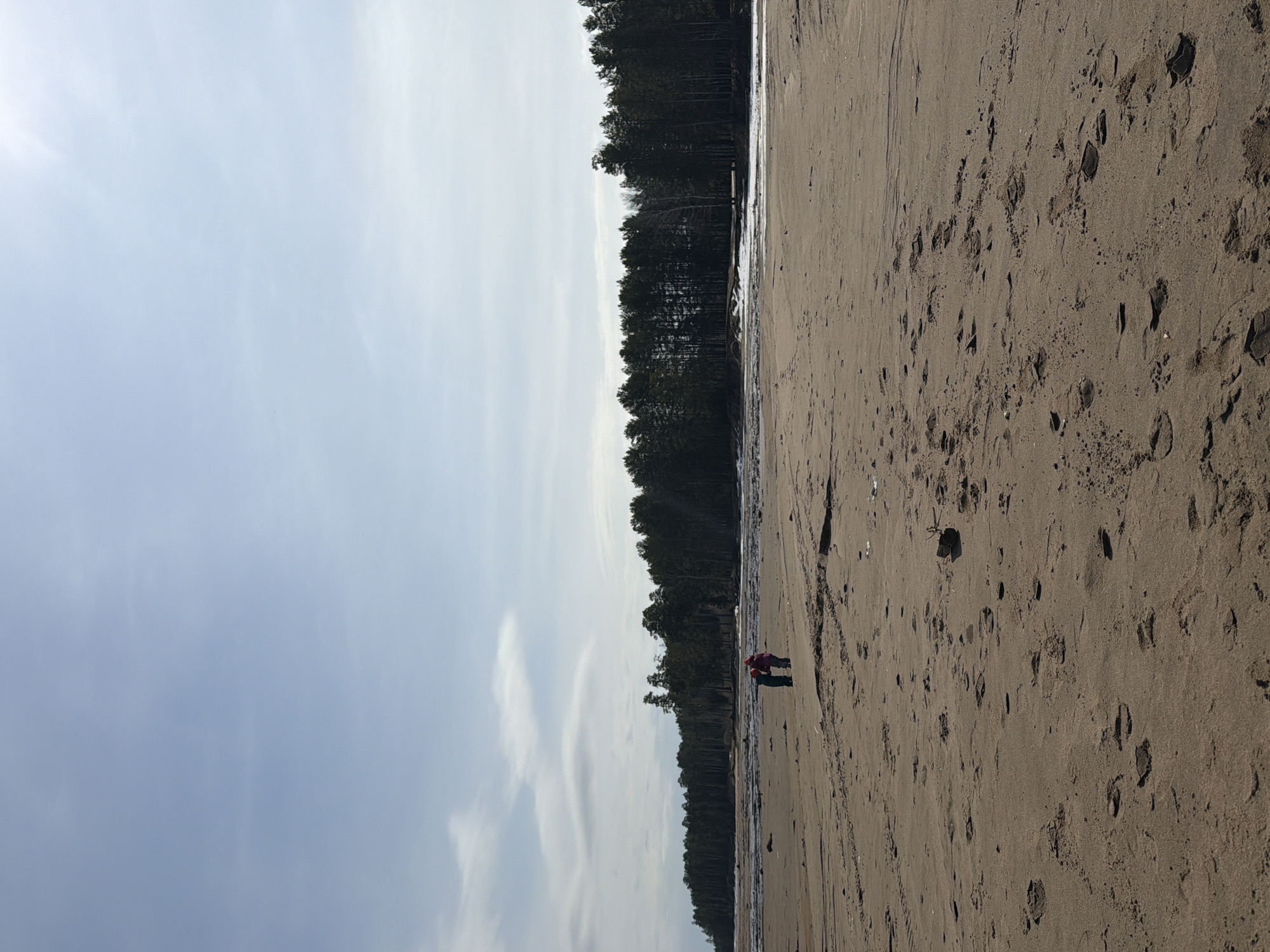 The image depicts a vast, open landscape featuring a sandy shoreline bordered by a dense forest under a bright sky. The perspective is oriented to show a wide expanse, with the horizon line formed by the treeline.
The top portion of the frame is dominated by a light blue sky, mostly clear but with faint, wispy white clouds scattered across it. A brighter area on the left suggests the position of the sun. Below the sky, a dark, thick band of coniferous trees, likely pines, stretches horizontally, indicating a dense forest bordering the water. At the base of these trees, there's a narrow strip of what appears to be water or wet, possibly icy, ground along the shore.
The lower and most prominent part of the image is a wide, light brown sandy beach or shoreline. The sand is covered with numerous human footprints, suggesting recent activity, and some darker, possibly damp patches. In the mid-ground, near the water's edge and the forest line on the right side of the frame, two small human figures are visible. One appears to be wearing a red or pink jacket, and the other a darker-colored jacket. They seem to be standing or slowly walking along the shore, appearing quite small against the expansive backdrop.
The scene suggests a peaceful daytime outing, possibly during early spring or late autumn given the sparse shoreline at the forest edge. The weather is clear and bright. The setting, identified as Chaikovsky, Russia, indicates this could be a view of the Kama River or a reservoir. There is no visible text in the image.