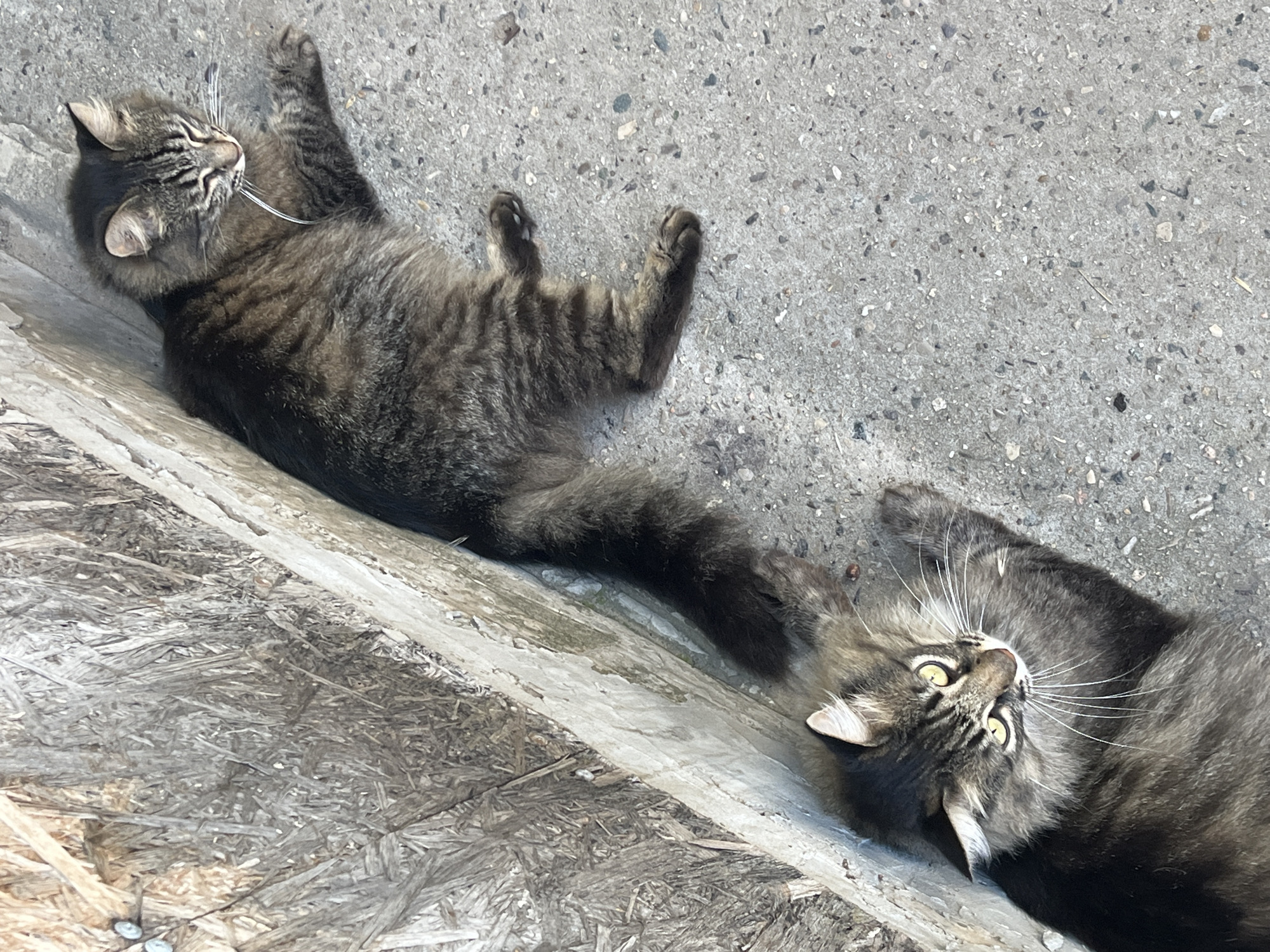 Two tabby cats are resting on a concrete surface next to a weathered wooden wall. The cat in the foreground is looking up with bright yellow eyes, while the cat in the background is lying down with its eyes closed. The scene appears to be outdoors, possibly in a yard or alleyway. The location in Krasnyye Barrikady, Russia, is not visually discernible from the image itself.