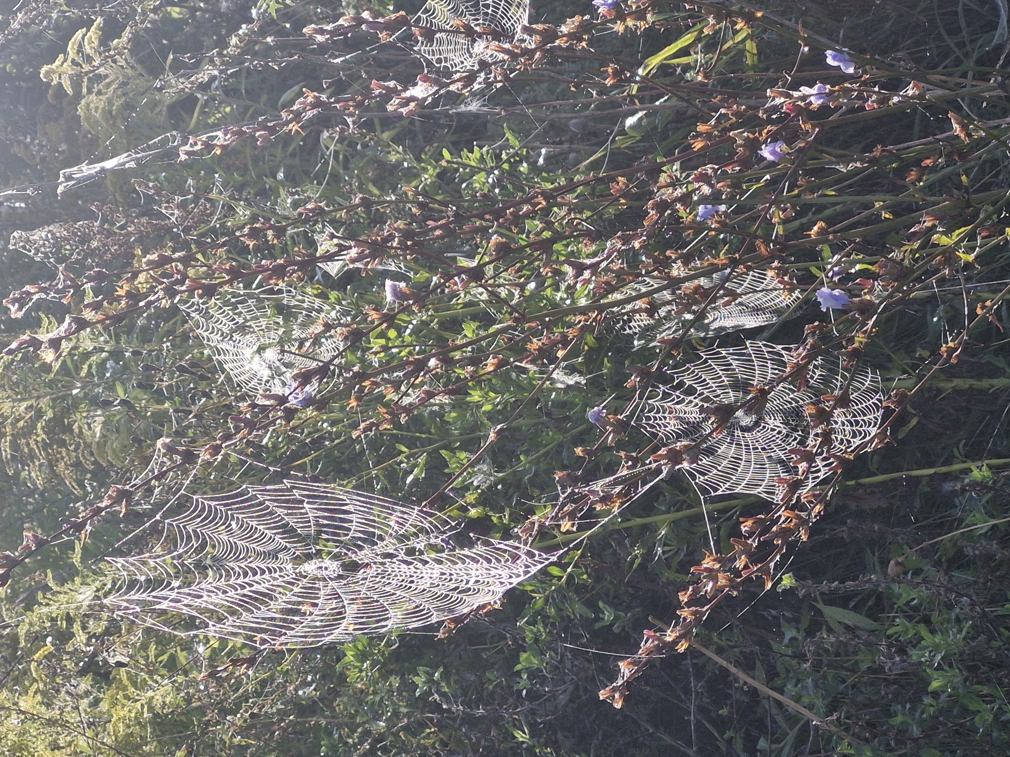 The image captures a sunlit natural scene featuring multiple spiderwebs on plants. One prominent spiderweb, illuminated by the sun, hangs in the foreground on a branch. Smaller spiderwebs are visible in the background, integrated with the foliage. Several small purple flowers are scattered among the branches, adding color to the scene. The environment appears to be a vegetated area with lush green and brown plants, suggesting an outdoor setting. There are no people or animals visible in the image. The location is described as being in the city of Ķekava, Latvia.