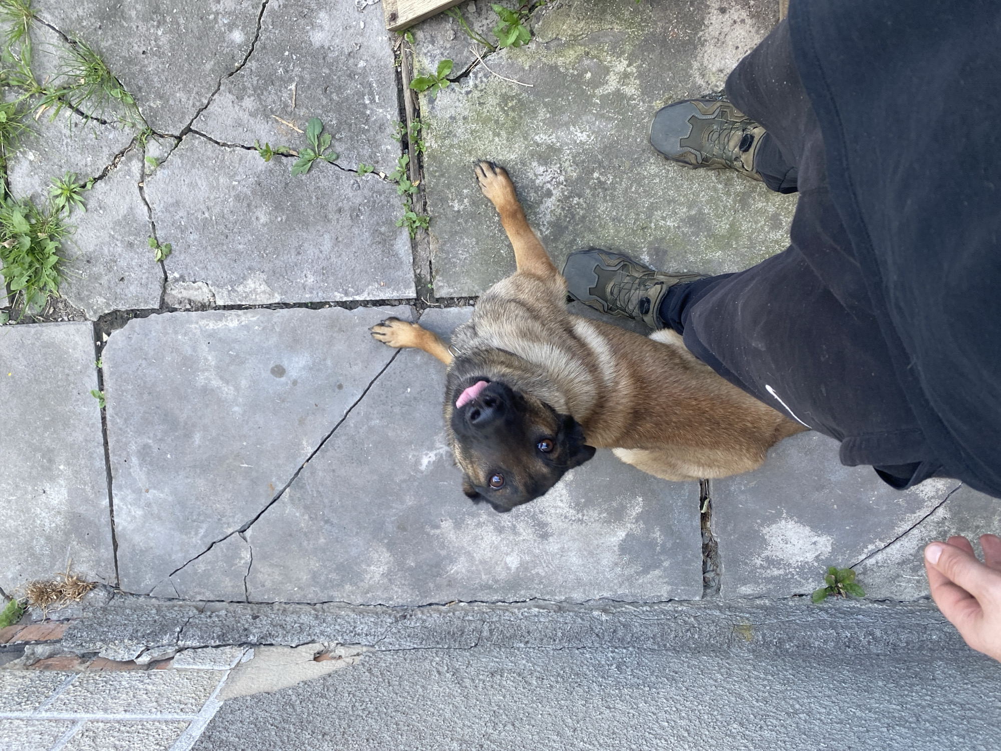 A German Shepherd dog lies on cracked, grey paving stones, looking up at the camera with its tongue out. The dog is light brown with black markings on its face. Next to the dog are a pair of dark grey hiking boots, suggesting a person is nearby. The person's black pants are also visible. The scene appears to be outdoors, with some green grass and small plants growing through the cracks in the pavement. The lighting suggests it could be daytime. The cracked paving stones and surrounding environment imply an outdoor, possibly urban or semi-urban, setting. The dog's expression, with its tongue sticking out, could indicate playfulness or exertion on a warm day.