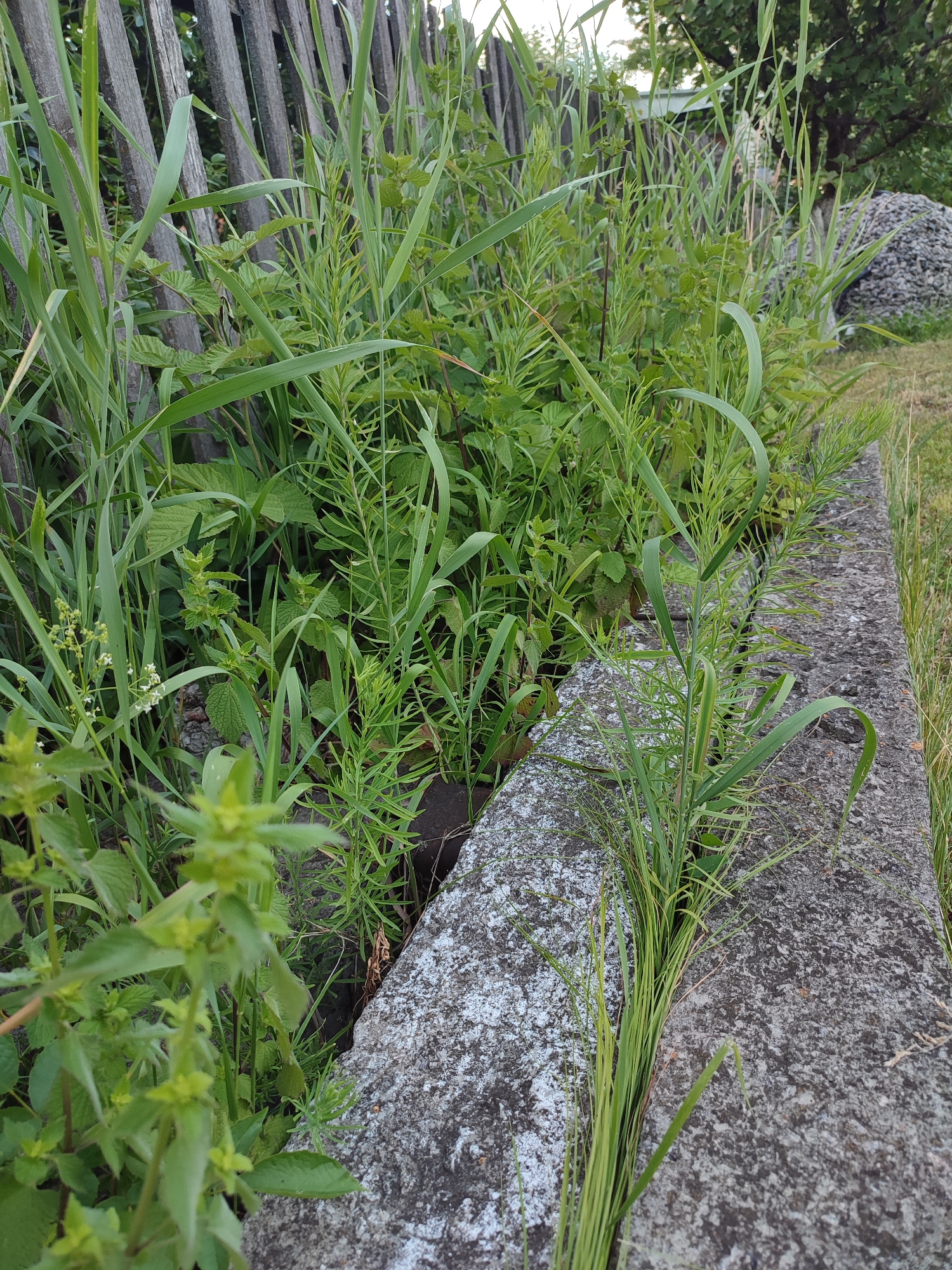 The image captures an outdoor scene featuring a weathered wooden fence in the background, partially obscured by lush green vegetation. A rough concrete structure, possibly a low wall or foundation, runs diagonally across the foreground, with blades of grass growing on its surface. The environment appears to be overgrown and untamed, suggesting a rural or neglected urban setting. The lighting indicates it is daytime, with a soft, diffused light. There are no people or animals visible in the frame. The location is identified as Voskobiinyky, Ukraine.