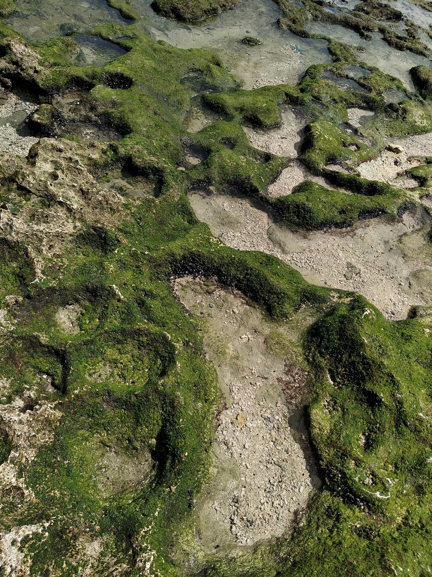 This image captures a close-up view of a rocky coastline covered in lush green algae, interspersed with shallow pools of water and sandy patches. The terrain appears uneven and textured, with the algae forming a vibrant carpet over the rough rock formations. Small pebbles and sand are visible in the areas not covered by vegetation or water. The lighting suggests it is daytime, with sunlight illuminating the scene. The image provides a detailed look at the natural elements of a coastal environment. While the location is specified as being in the city of Biak, Indonesia, there are no humans or any identifiable structures present in the image to provide further context about its specific placement within the city.