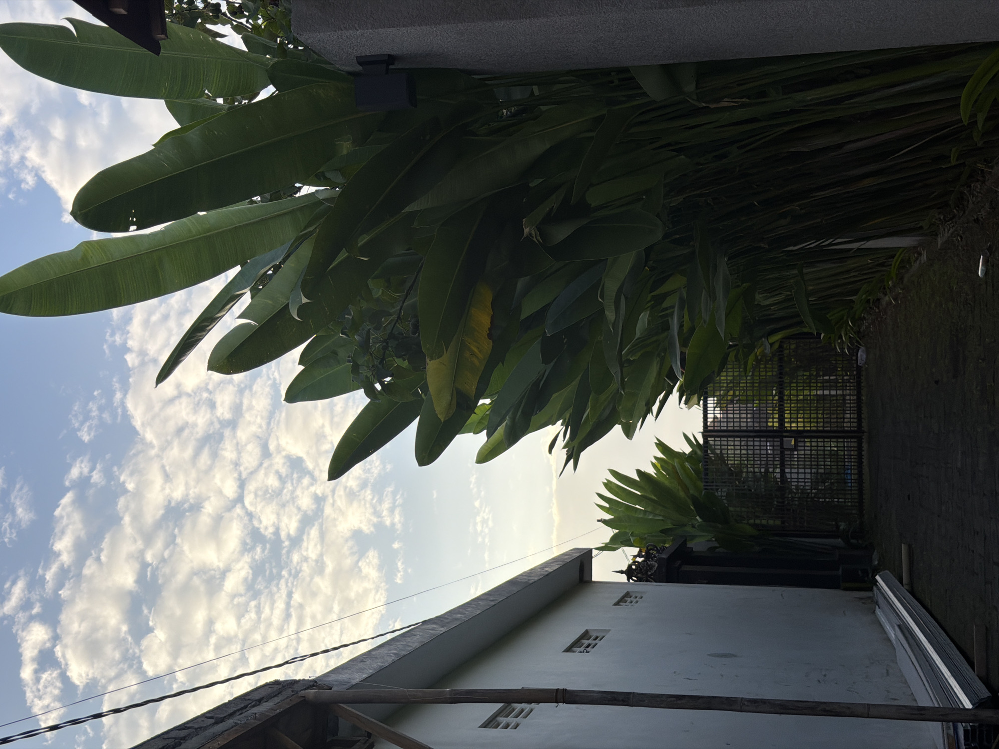 The image depicts a residential courtyard in Ubud District, Indonesia, at what appears to be either dawn or dusk, given the lighting conditions and the partly cloudy sky. The scene is dominated by lush, tropical foliage, specifically large, elongated green leaves that are characteristic of plants like heliconia. These plants line the right side of the frame, creating a dense green wall.
To the left, a white building with a simple, modern design is visible. It features a slightly sloped roof and two rows of small, rectangular windows that are horizontally oriented. Adjacent to the building, a stack of long, thin, metallic sheets or pipes lies on the ground, suggesting ongoing construction or maintenance. A thin black wire, possibly an electrical cable, runs diagonally across the upper left portion of the image.
In the background, a black metal gate with a grid pattern is partially obscured by the foliage, indicating an entrance or boundary to a private area. Beyond the gate, some greenery and potentially more structures are faintly visible. The ground in the foreground is paved with dark interlocking stones, forming a pathway. A concrete pillar with a dark, rectangular light fixture attached to it stands on the far right. No people are present in the image. The overall impression is one of a serene, tropical environment within a built-up area.