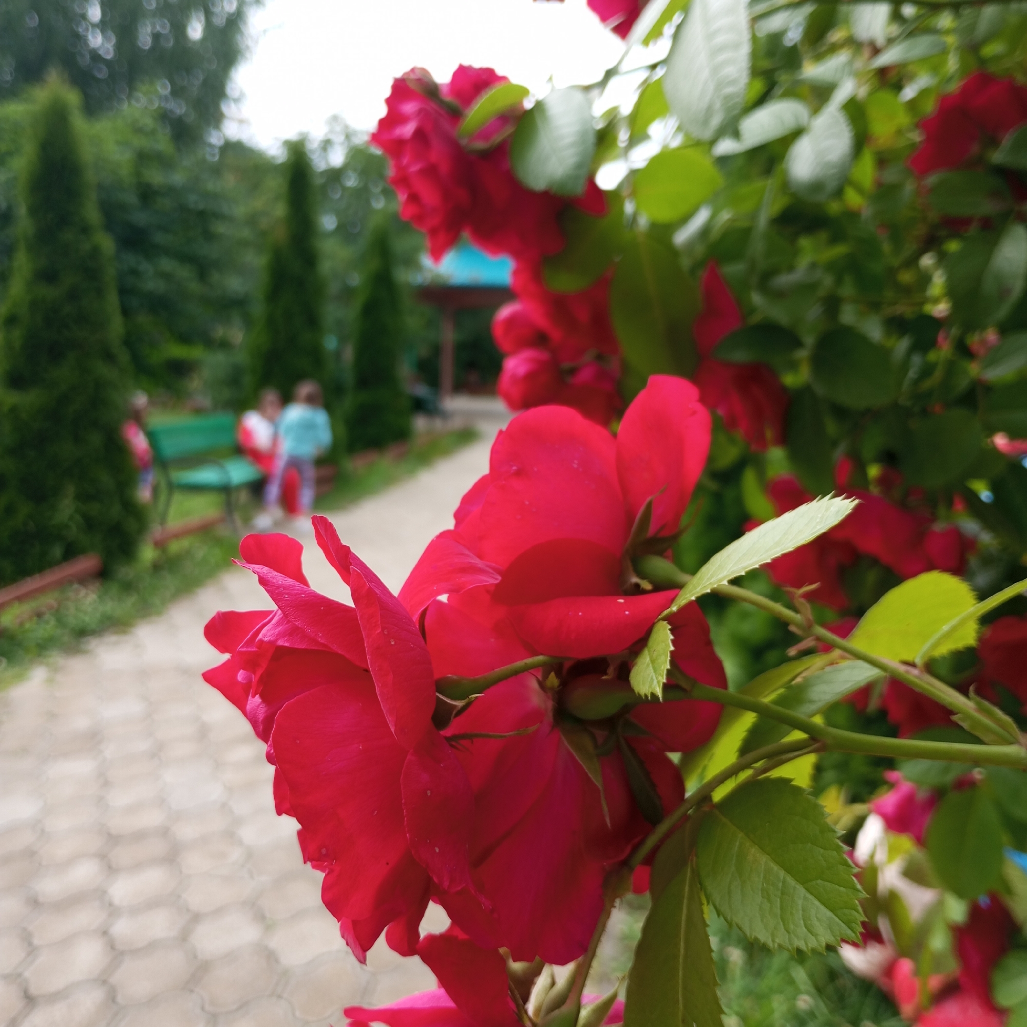 This media file depicts a close-up view of vibrant red rose blossoms and green leaves, with a blurred background of a park-like setting. In the distance, a paved pathway winds through the park, bordered by manicured evergreen trees. Further along the path, a bright green bench is visible, occupied by two indistinct figures, possibly children, wearing colorful clothing. A small, blue-roofed structure, perhaps a gazebo or shelter, is also present in the background.
The scene suggests a pleasant, possibly sunny day, as indicated by the bright lighting and the leisurely atmosphere. The focus on the roses suggests a spring or summer season. The presence of the pathway, bench, and the distant figures implies a public park or garden in Chaikovsky, Russia. There is no visible text in the image. The composition, with the roses prominently in the foreground and the background slightly out of focus, creates a sense of depth and highlights the natural beauty of the flowers.