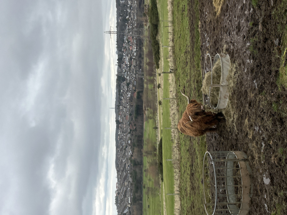 The scene is located in the City of Edinburgh, United Kingdom, depicting a rural-urban interface under an overcast sky. In the foreground, a single Highland cow, characterized by its long, shaggy brown coat and prominent curved horns, stands in a heavily churned, muddy field. Its head is lowered into a circular, galvanized metal hay feeder, from which it is actively consuming hay. An identical but empty hay feeder is positioned to its immediate left. A wire fence separates this muddy enclosure from a green, open field, likely a golf course or parkland, visible in the midground. This green expanse features sparse deciduous trees, mostly bare. The background reveals a dense residential area covering a distant hillside, composed of numerous houses with dark roofs. Several electricity pylons are present, with a tall, distinctive pylon on the right side of the frame and a slender tower visible further left on the horizon. The sky is uniformly grey with heavy cloud cover.