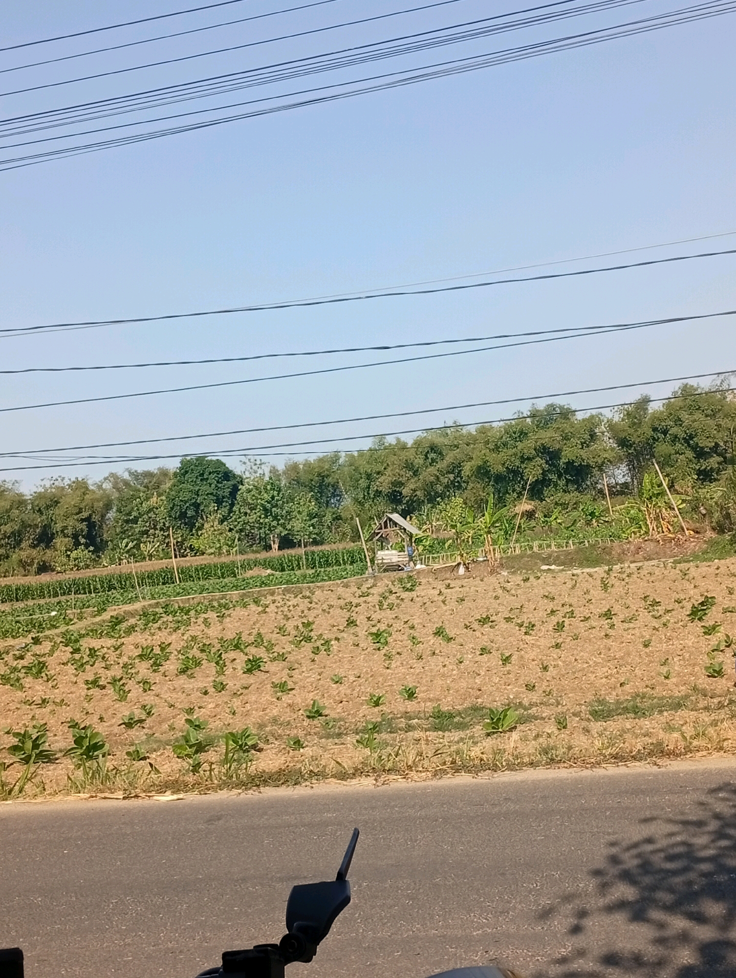 The image depicts a rural scene in Bonjor, Indonesia, characterized by agricultural fields and a clear sky. In the foreground, a paved road runs horizontally across the bottom of the frame, with the shadow of foliage cast upon it. The middle ground features a cultivated field with rows of small, green plants, sparsely planted in dry, brown soil. Beyond this field, a more mature crop with taller plants, possibly corn, is visible. A small, rustic wooden hut with a thatched roof is situated on a raised embankment within this section of the field. In the background, a dense line of trees, including bamboo and other lush greenery, forms a natural barrier. Several utility wires stretch across the upper portion of the sky, which is a pale blue. The overall impression is one of an agricultural landscape under a bright, sunny sky.