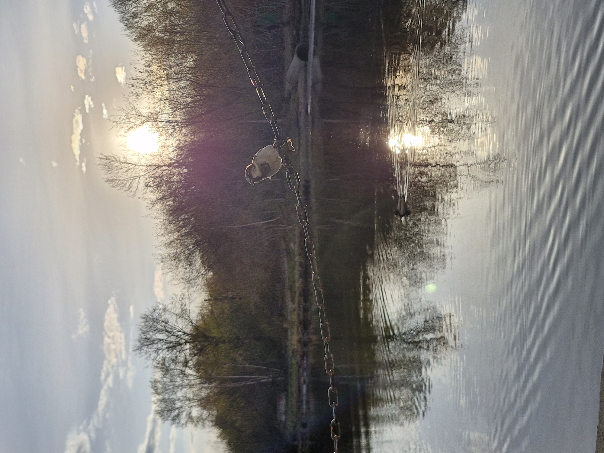 This image, likely taken in Yekaterinburg, Russia, depicts a tranquil outdoor scene by a body of water, possibly a river or lake, during either sunrise or sunset. The low angle of the bright sun, visible in the upper left quadrant, casts a warm glow and creates a significant lens flare, illuminating the scene.
A weathered metal chain extends diagonally from the upper left to the lower right of the frame, passing over the water. A small, brown bird, resembling a sparrow, is perched delicately on one of the chain links near the center of the image.
The far bank of the water body is lined with trees, mostly deciduous and appearing to be in early spring with bare branches or nascent foliage. These trees are reflected in the calm, yet subtly rippled, surface of the water, along with the bright sun. The sky features scattered, wispy clouds. The overall impression is one of natural beauty and peacefulness. No visible text is present in the media file.