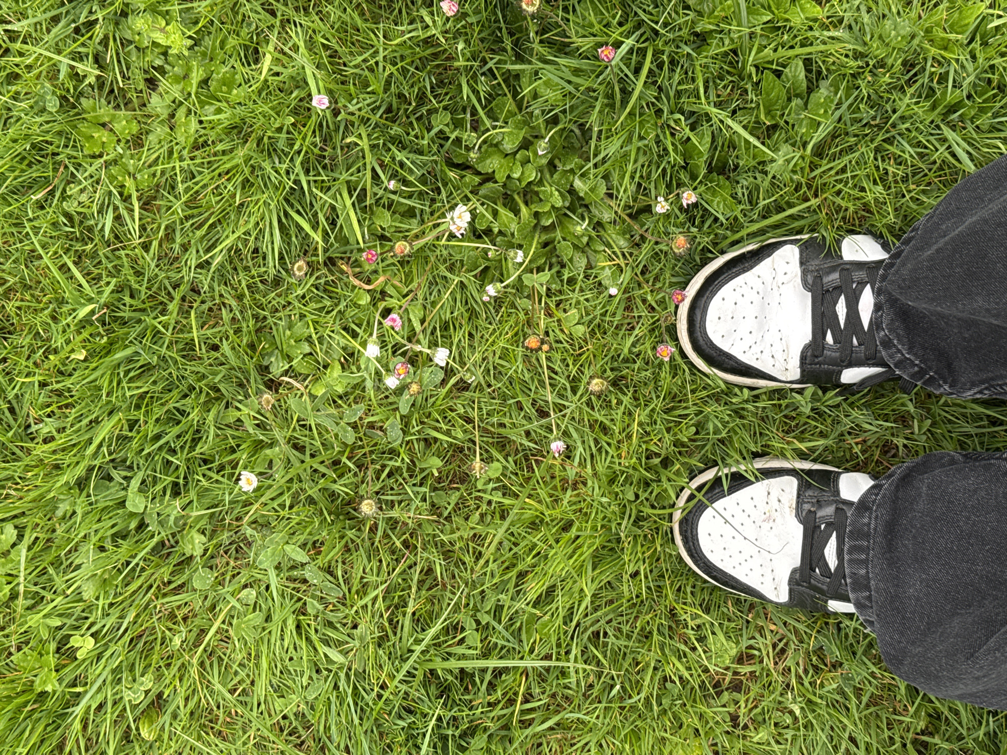 A top-down shot shows two feet wearing white sneakers with black accents standing on grass. The grass is a mix of lush green blades and includes patches of clover and small daisies, some of which are blooming with white and pink petals. The sneakers are partially obscured by dark gray or black jeans. The setting is in El Pontón De Vaqueros, Spain.