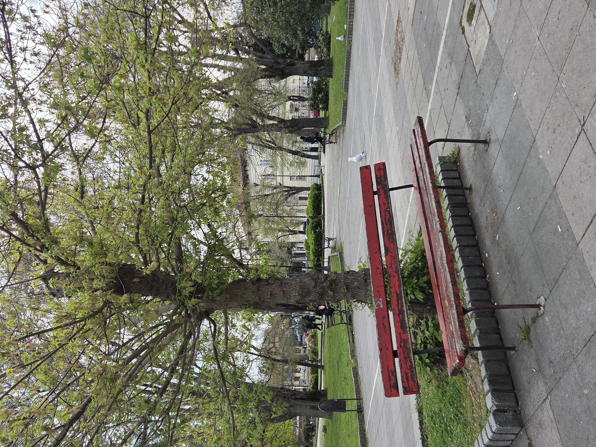 The image depicts a park scene in Varna, Bulgaria. In the foreground, two red wooden benches are positioned on a paved area. A large tree with light green foliage dominates the left side of the frame. Further into the background, a grassy area with additional benches and people sitting on them is visible. In the distance, a building with multiple windows can be seen. Two seagulls are visible on the paved area near the benches in the background. The scene is bathed in natural daylight.