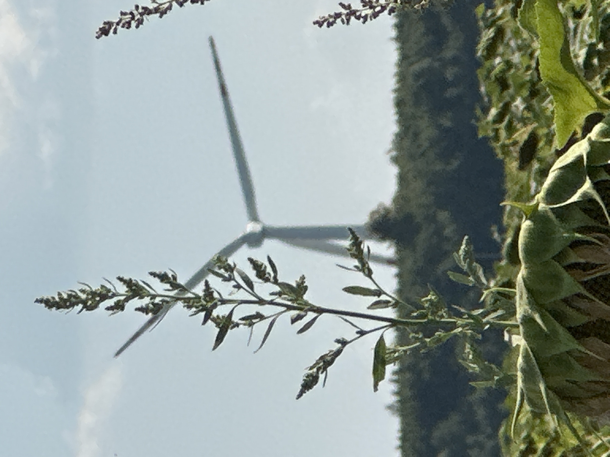 The image depicts a rural landscape with a wind turbine in the background, situated behind a line of trees. In the foreground, several plants are visible, including a tall stalk with green leaves and seed heads, and what appear to be sunflower heads. The sky is a clear blue with a few wispy clouds. The scene suggests a sunny day in an open, agricultural area. The location is identified as Korchivka, Ukraine. There are no people or animals present in the image. The focus is on the natural elements and the wind turbine, creating a sense of open space and renewable energy in a rural setting.