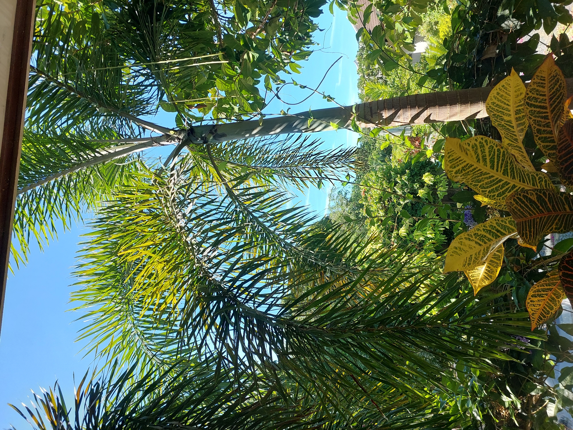A full shot shows a cluster of trees, dominated by a tall palm tree in the center, against a clear blue sky. The palm tree's trunk is rough and textured, with thin, wiry vines twining around its lower half. Broad, frond-like leaves, some tinged with yellow, are visible in the foreground. Other lush green foliage, including smaller trees and bushes, fills the mid-ground and background, creating a dense, natural environment. A portion of a building with a peaked roof is partially visible on the right side of the frame, suggesting a residential or landscaped area. The scene is bathed in bright sunlight, casting distinct shadows from the palm tree's fronds onto its trunk. The image was captured in Baan Mae Nam, Thailand.