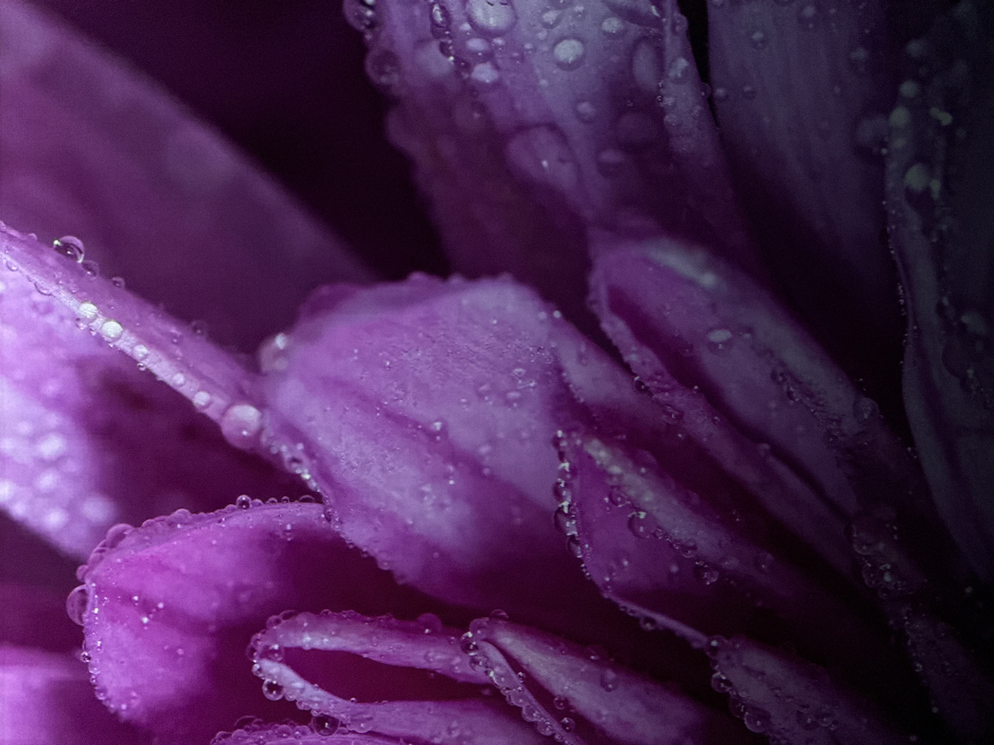 The image is a close-up macro photograph of a purple flower with visible water droplets on its petals. The lighting is dim, creating a dramatic and artistic effect. The shallow depth of field blurs the background, making the flower the sole focus of the image. There are no people or any discernible urban or natural environment elements visible. Therefore, it is not possible to determine the location in Saratov, Russia.