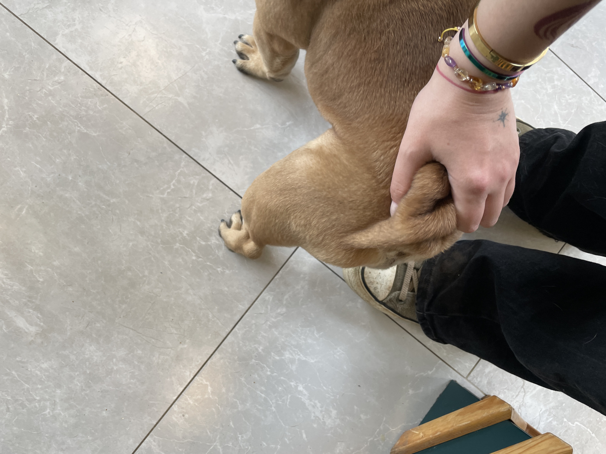 A close-up shot shows a person in black jeans and worn sneakers holding the paw of a fawn-colored dog on a light gray tile floor. The person wears multiple bracelets on their left wrist and has a small star tattoo on the back of their hand. A portion of a wooden-framed object with a green insert is visible near the person's leg. The background suggests an interior space, possibly in Budva, Montenegro, based on the type of tile commonly found in the region. The interaction suggests a casual and affectionate moment between the person and the dog.