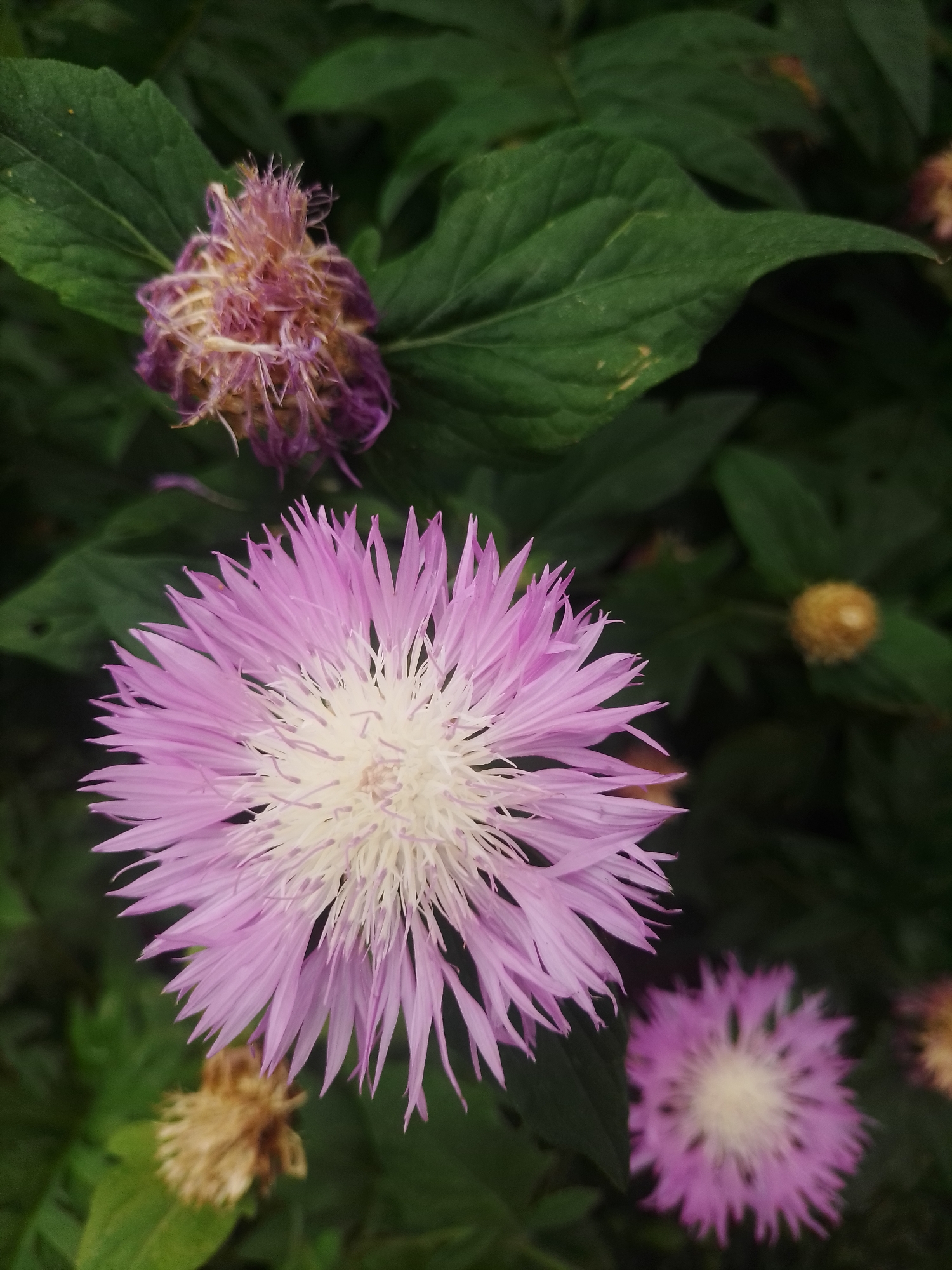 A close-up, overhead view captures a cluster of pink and white cornflowers, also known as Centaurea cyanus, amidst lush green foliage in Poltava, Ukraine. The largest flower, in sharp focus, displays delicate, spiky petals radiating from a creamy white center. To its upper left, a wilting, dried flower with purple and tan hues adds a touch of contrast. In the lower right, another cornflower, out of focus, echoes the pink and white hues of its larger counterpart. Several unopened buds, one a fuzzy yellow, are scattered amongst the leaves, suggesting the season for blooming flowers. The background consists of dark green, textured leaves, some showing slight discoloration with yellow spots. The overall scene is one of natural beauty, likely found in a garden or park within the city of Poltava.