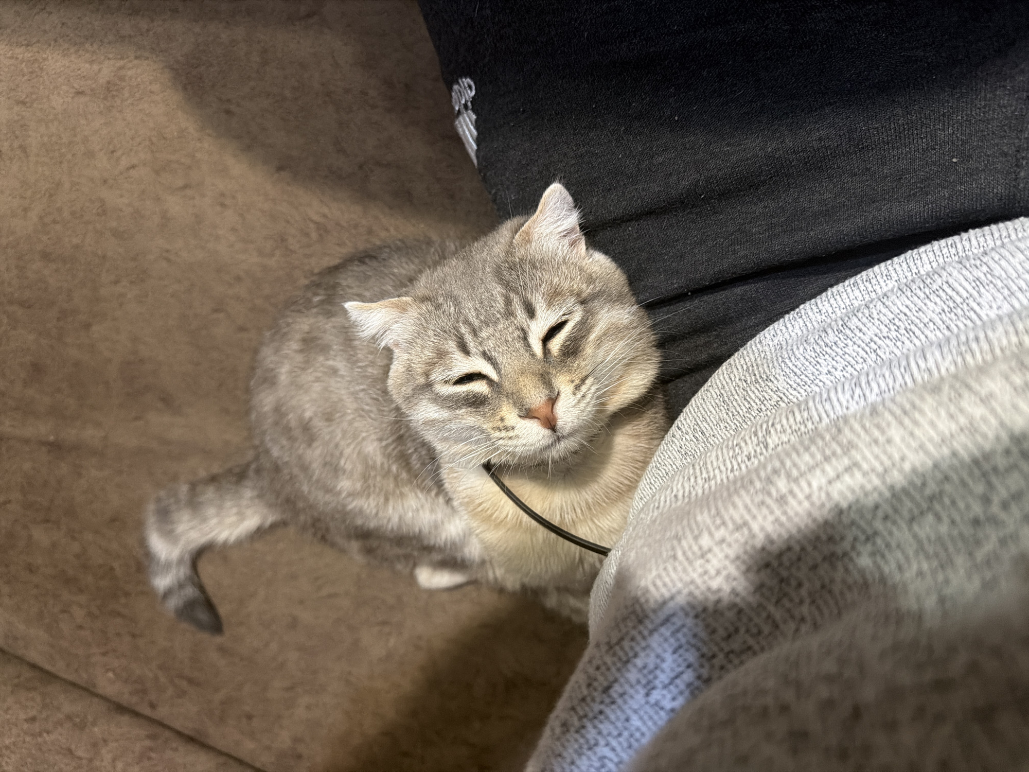 A medium shot captures a light gray and cream-colored tabby cat with closed eyes, resting against a person wearing gray sweatpants and a black shirt. The cat is positioned on a brown fabric surface, likely a couch or chair. A black cord is visible around the cat's neck. The environment appears to be indoors, possibly a home setting. The location is identified as Novxanı, Azerbaijan, although there are no visual cues within the image to confirm this. The overall scene suggests a relaxed and comfortable atmosphere.