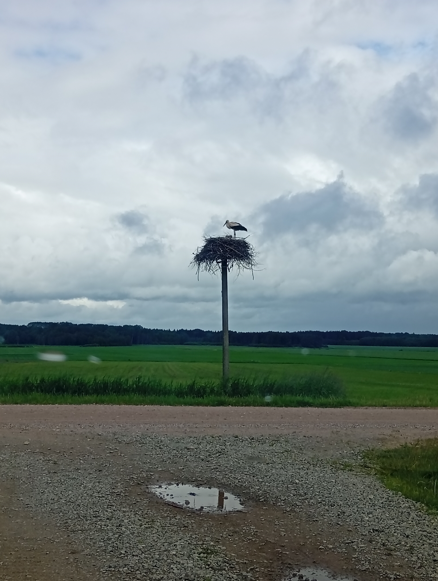 In Krikliai, Lithuania, a stork stands in its nest atop a tall pole. The nest is made of twigs and is situated in a rural setting. The background features a lush green field bordered by a dark forest, under a cloudy, overcast sky. In the foreground, a gravel road with a small puddle is visible.