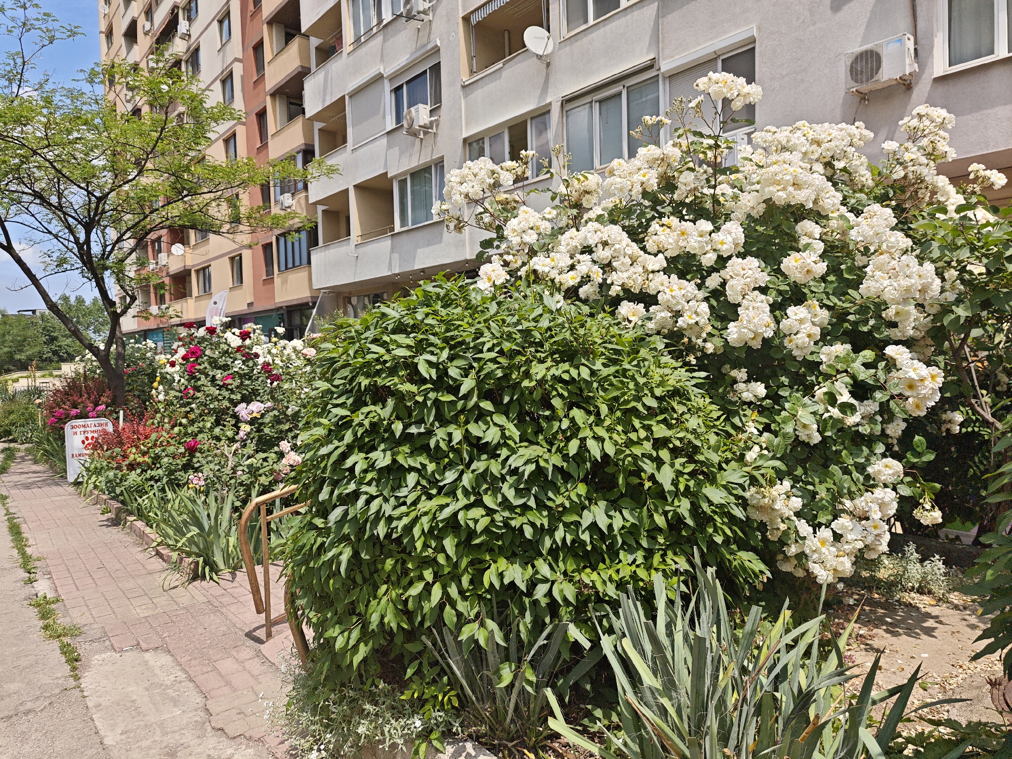 The image shows a street scene in Sofia, Bulgaria, featuring a pedestrian walkway adjacent to a residential building. The walkway is made of red brick pavers and bordered by a garden bed containing diverse plant life, including a large bush with white flowers, a smaller bush with green leaves, and various other plants and flowers. A metal handrail separates the walkway from the garden bed. In the background, a multi-story building is visible with balconies, windows, and air conditioning units. A tree stands to the left of the building. A sign with text is partially visible in the background. The scene is well-lit, suggesting it is daytime. No people are visible in the frame.