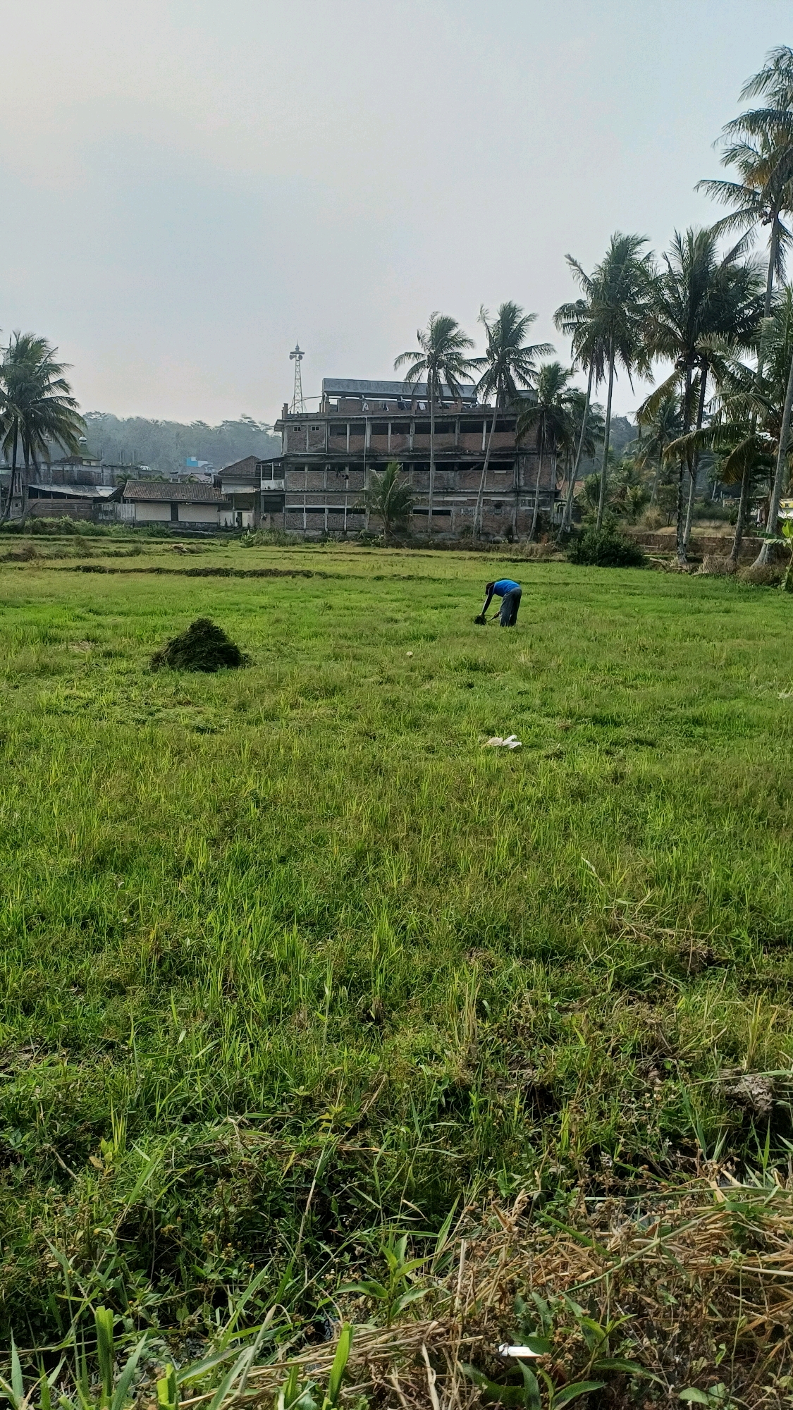 A person wearing a blue shirt and dark pants is working in a green field, possibly harvesting or tending to crops. They are bent over, using a tool to gather vegetation into a pile to their left. In the background, a multi-story building with visible construction details, possibly unfinished, stands among palm trees. The sky is overcast, and the overall impression is of a rural or semi-rural setting in Kranggan, Indonesia.