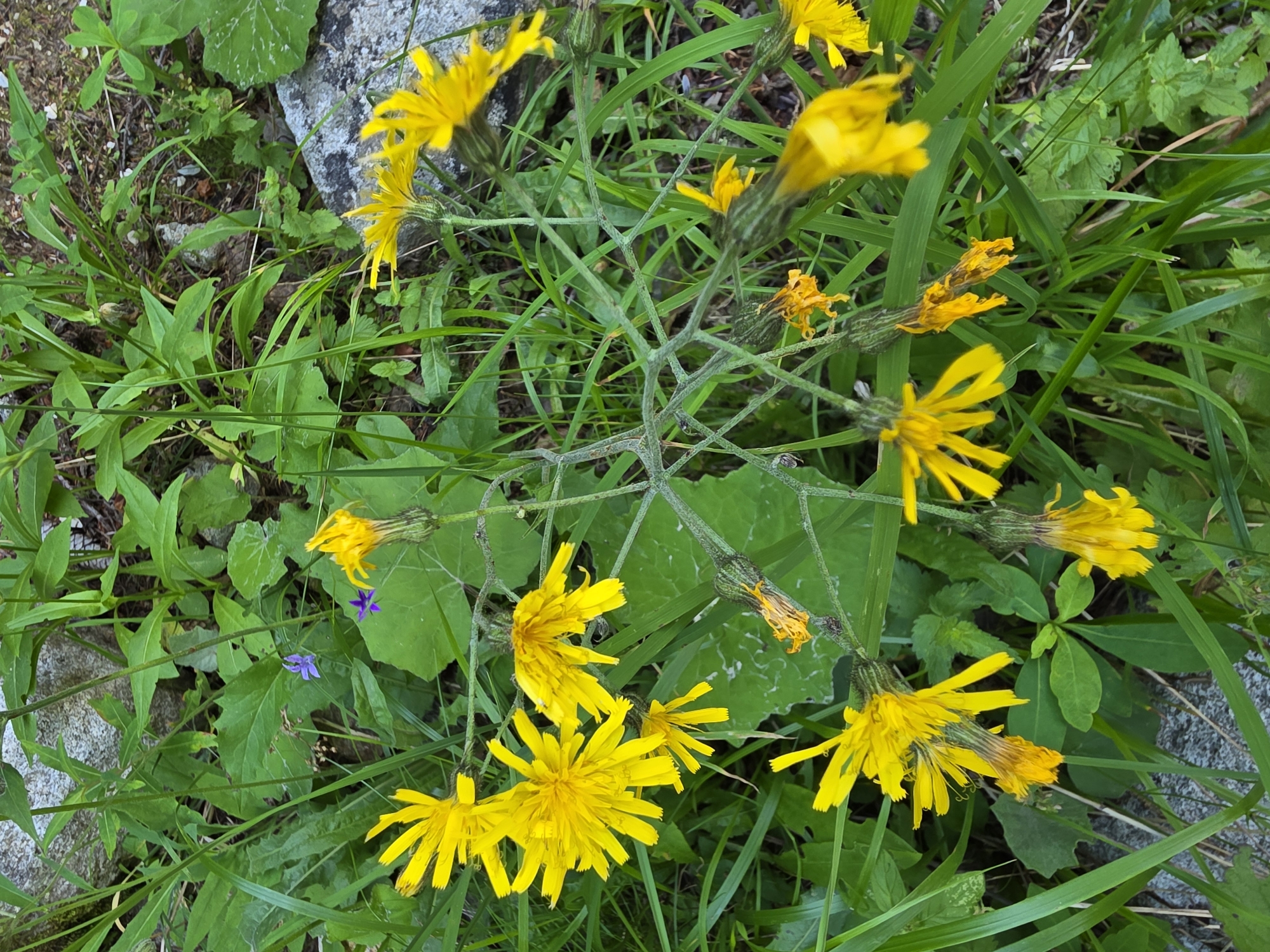 The image captures a close-up view of yellow wildflowers with delicate, elongated petals growing in a dense green grassy environment. The flowers are clustered together, with some appearing fully bloomed and others in various stages of wilting. Among the yellow flowers, two small, star-shaped purple flowers are visible. The background consists of lush green foliage, interspersed with rough grey rocks and patches of soil. The scene appears to be an outdoor natural setting, likely in a mountainous region. Based on the context, this scene is located in the city of Bansko, Bulgaria. There are no people or human-made objects prominently featured in the image.