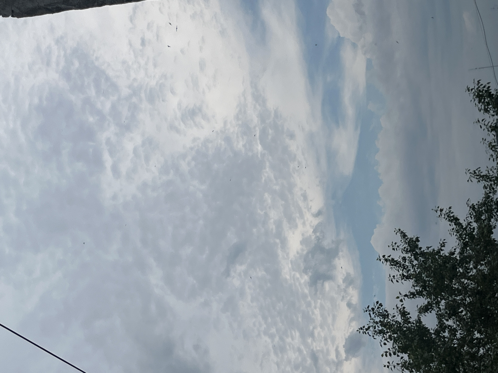 The image captures a cloudy sky with a distinct, light blue, mountain-shaped silhouette of clouds or fog in the center. The foreground is dominated by the dark green foliage of a tree on the left side and a vertical, grey, rough-textured object, possibly a building or structure, on the right. A thin, dark diagonal line, likely a wire or cable, runs from the top left corner of the frame. Numerous small, dark specks, consistent with birds in flight, are scattered across the sky. The overall atmosphere is overcast, suggesting either early morning or late afternoon. The scene is consistent with an outdoor view in Chelyabinsk, Russia, where such cloud formations and the presence of airborne objects are common.