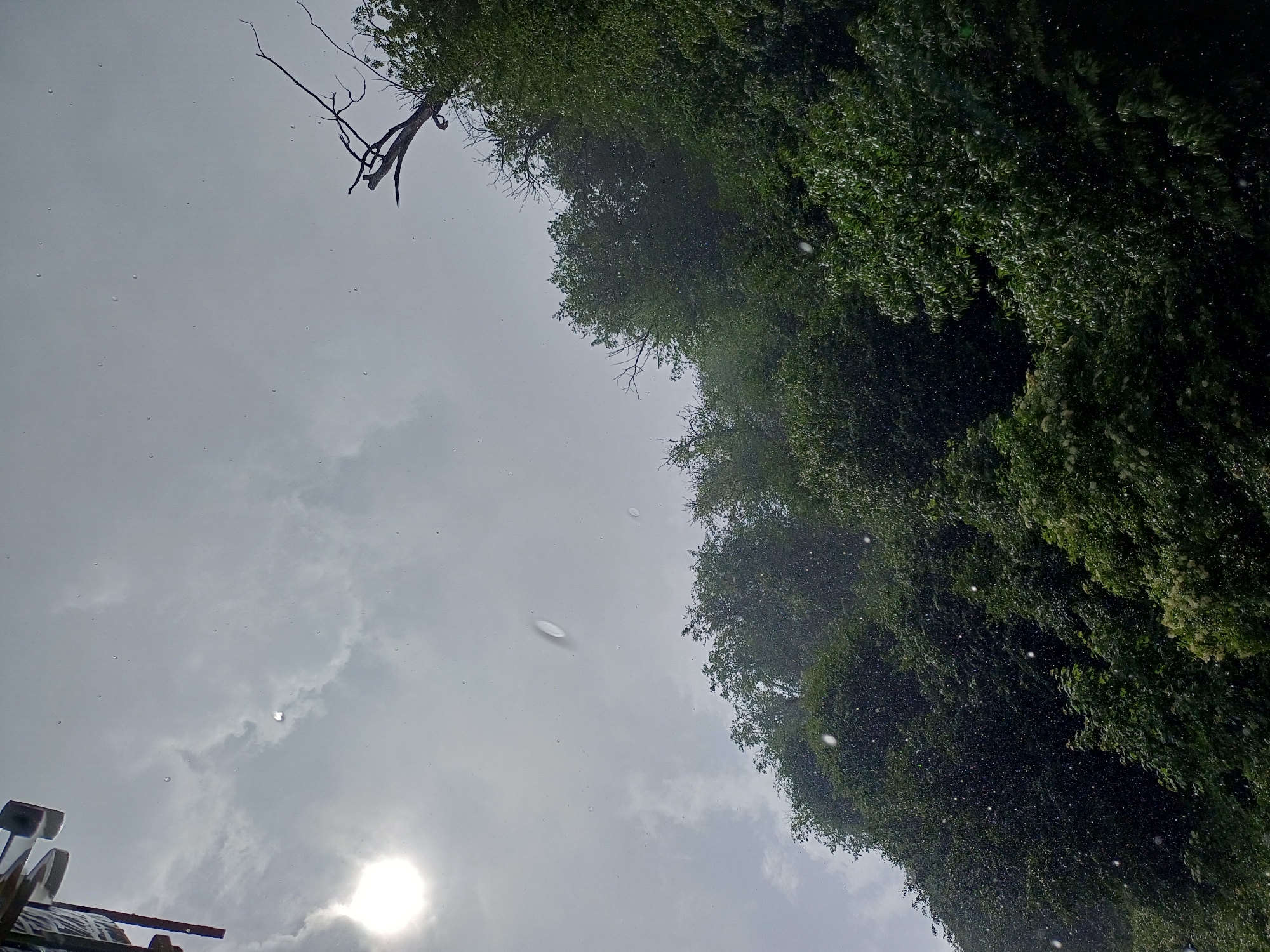 This is a photograph taken from a low angle looking up at a dense green forest canopy with a cloudy sky above. The sun is partially visible on the left side, casting a bright light. There are numerous small water droplets visible in the air, suggesting it is raining or has recently rained. A bare tree branch extends from the upper right corner, silhouetted against the sky. The trees are lush and green, indicating a temperate climate. The photograph appears to have been taken during daylight hours. The location is identified as Estosadok, Russia.