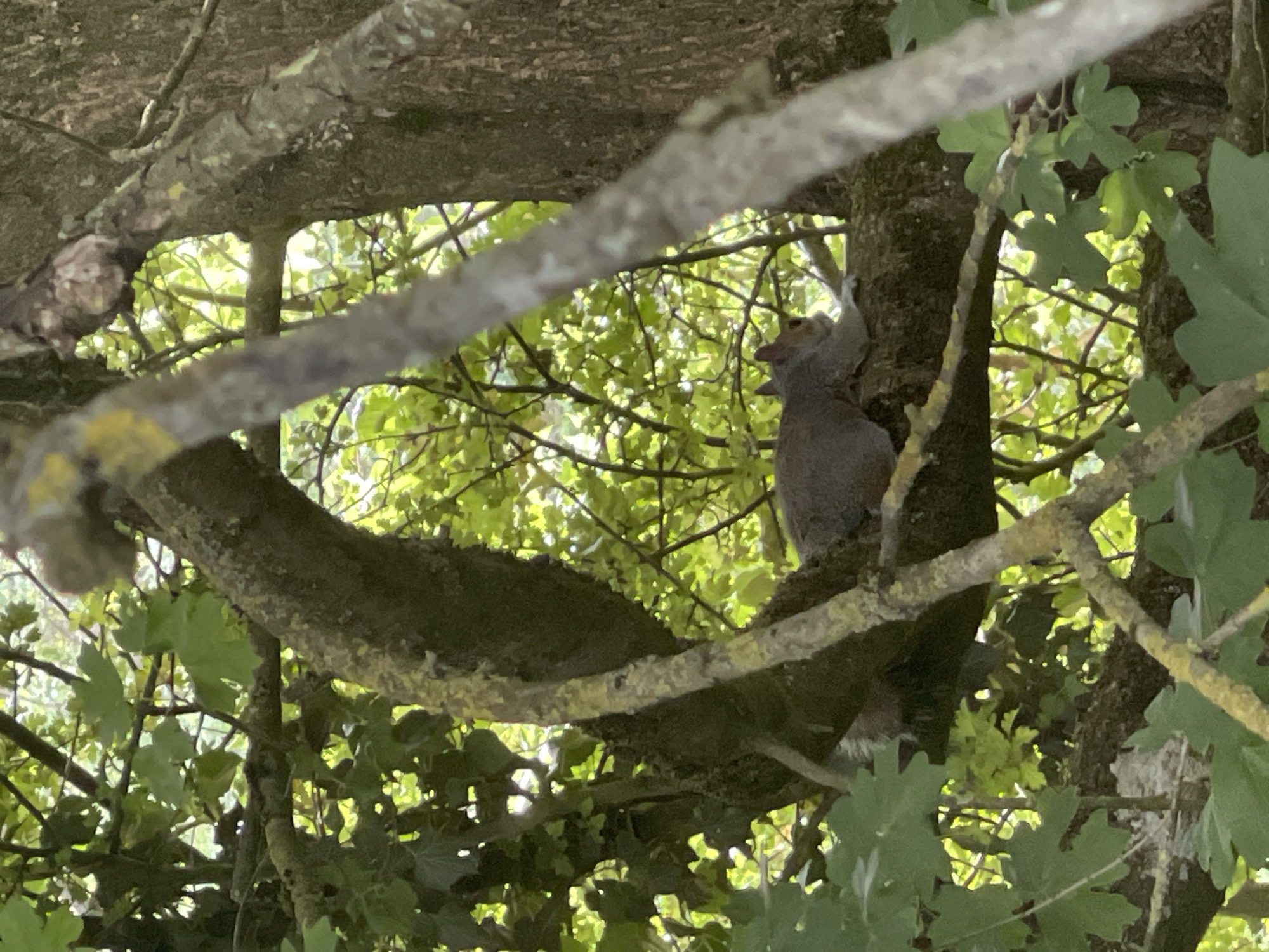 A grey squirrel clings to a tree trunk in a wooded area. The scene is framed by tree branches covered in lichen, with green leaves scattered throughout the foreground and background. Light filters through the foliage. The squirrel is the primary subject, positioned centrally in the frame. The location is possibly in a park or woodland setting in Maidstone, United Kingdom, judging by the vegetation and the presence of a grey squirrel, a common species in the UK.