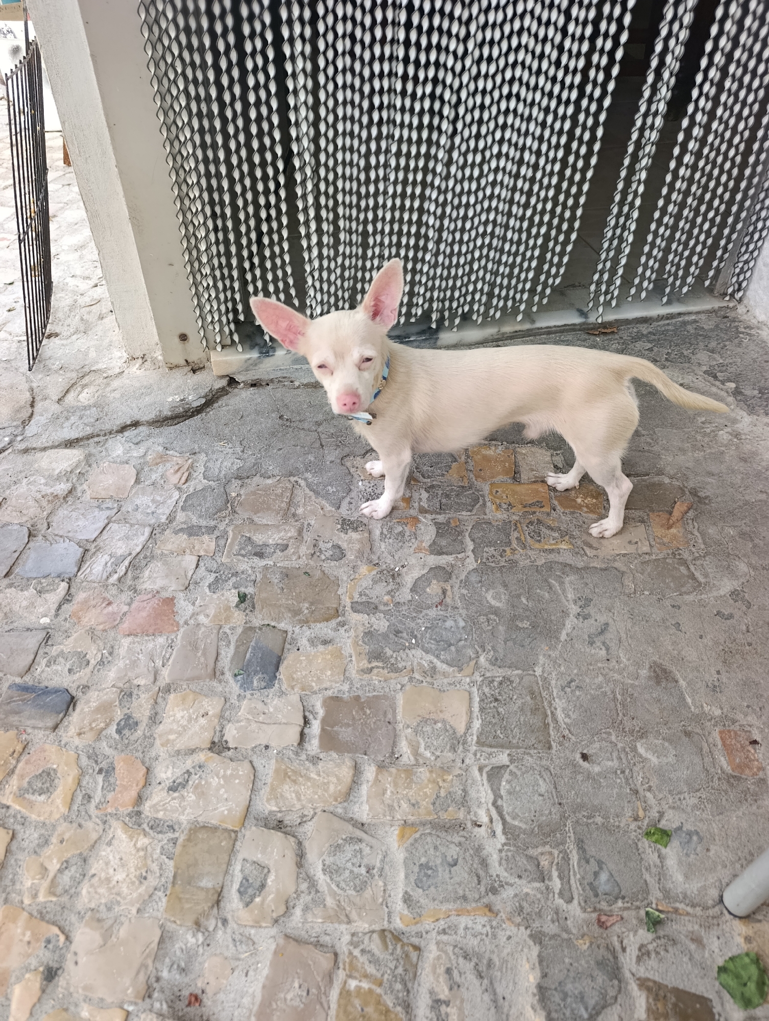 An off-white dog with large ears stands on a cobblestone patio in front of a building. The dog is wearing a blue collar. A metal grate covers the lower portion of a window or door behind the dog. The patio is made of irregular stone pavers of various colors, including tan, gray, and pink. The scene appears to be outdoors, possibly in a courtyard or alleyway. There are no people visible in the image. The background suggests a weathered urban environment.