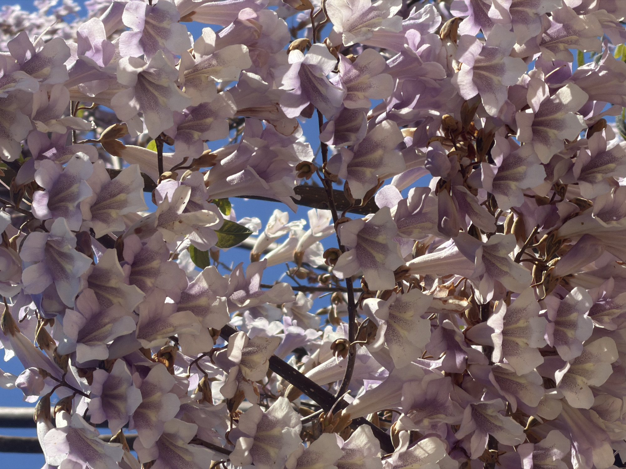 The image displays a close-up view of numerous Paulownia tomentosa flowers in bloom, against a clear blue sky, consistent with a springtime scene in Valencia, Spain. The flowers are trumpet-shaped, exhibiting a light lavender to pale purple hue on their exteriors, while their interiors are lighter, predominantly white, and marked with distinct dark purple speckling and streaks. These blossoms are densely clustered and hang from dark brown, slender branches. Minor green foliage is interspersed within the floral arrangement. The scene is illuminated by natural sunlight, casting subtle shadows among the petals. No human subjects, animals, or artificial structures are prominently visible within the frame.